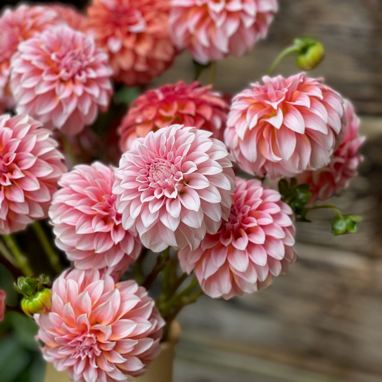 Fresh Cut Flowers Shipped || Peaches n' Cream Dahlias