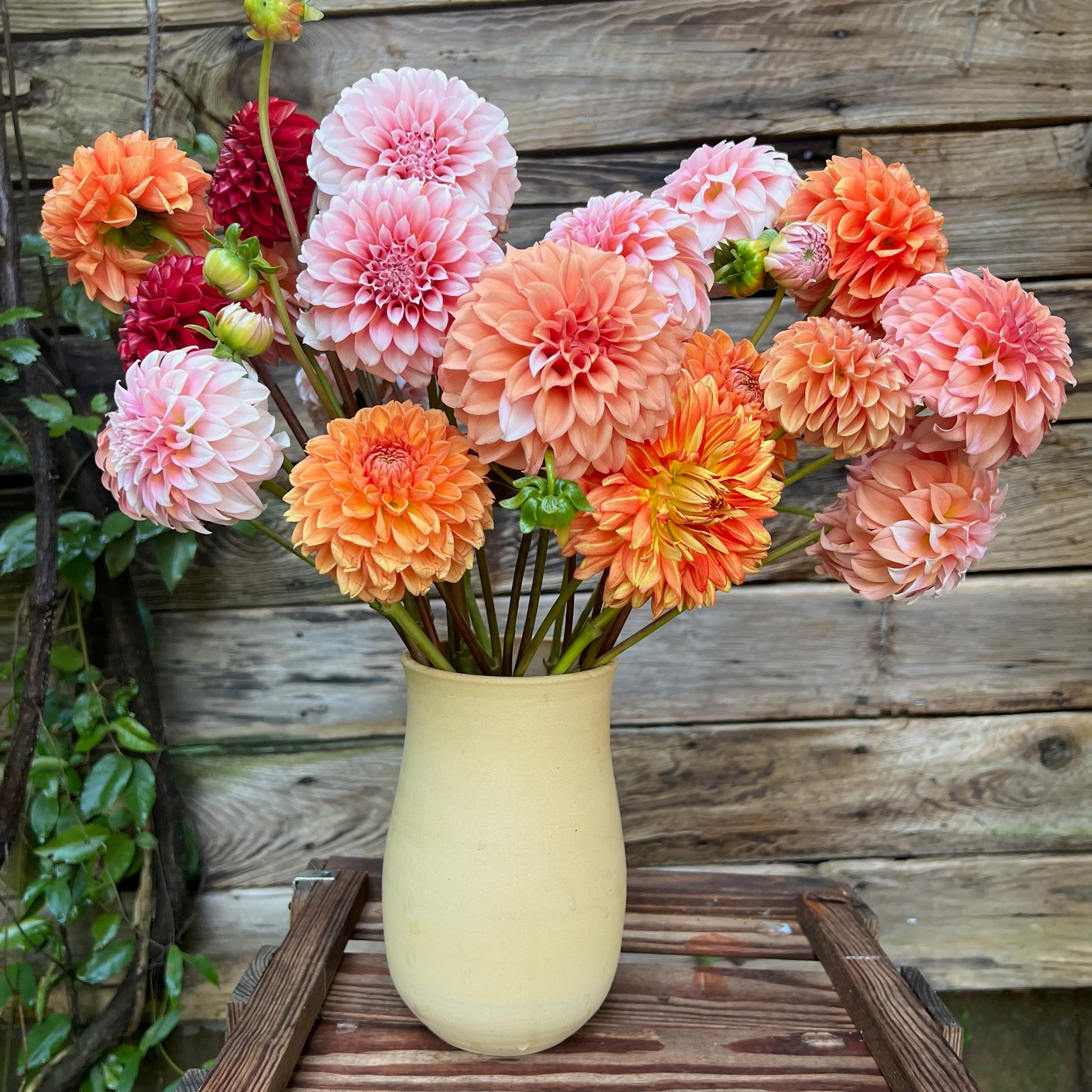 Fresh Cut Flowers Shipped || Autumnal Dahlia Mix