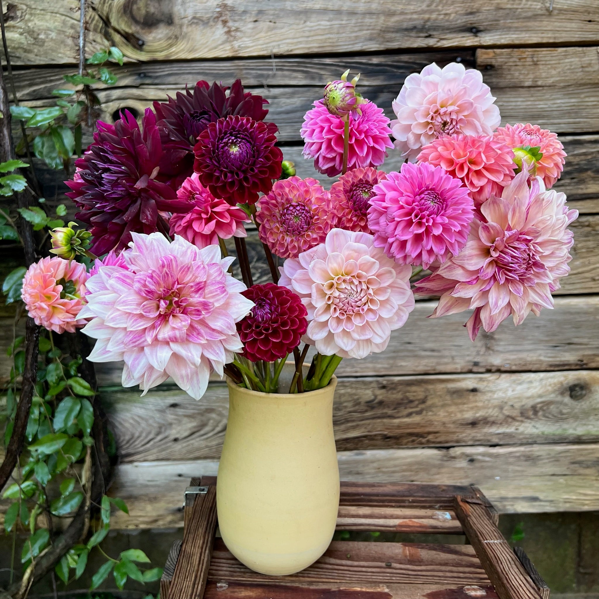 Fresh Cut Flowers Shipped || Jewel Tone Dahlia Mix