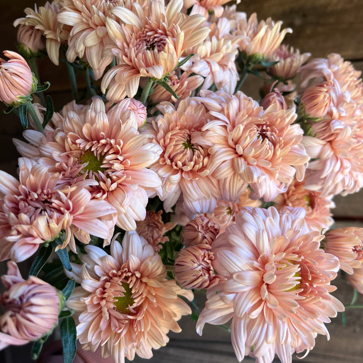 Fresh Cut Flowers Shipped || Prom Queen Heirloom Mums