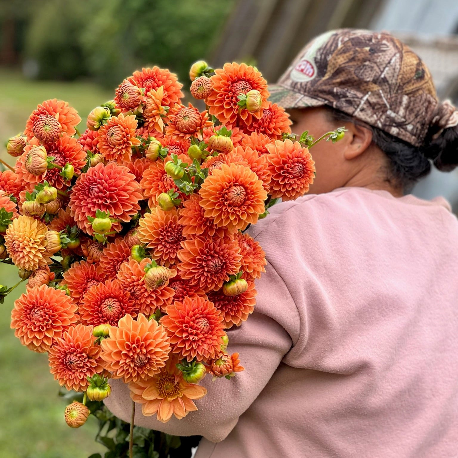 Dahlia Tuber || Orange Ball Mix