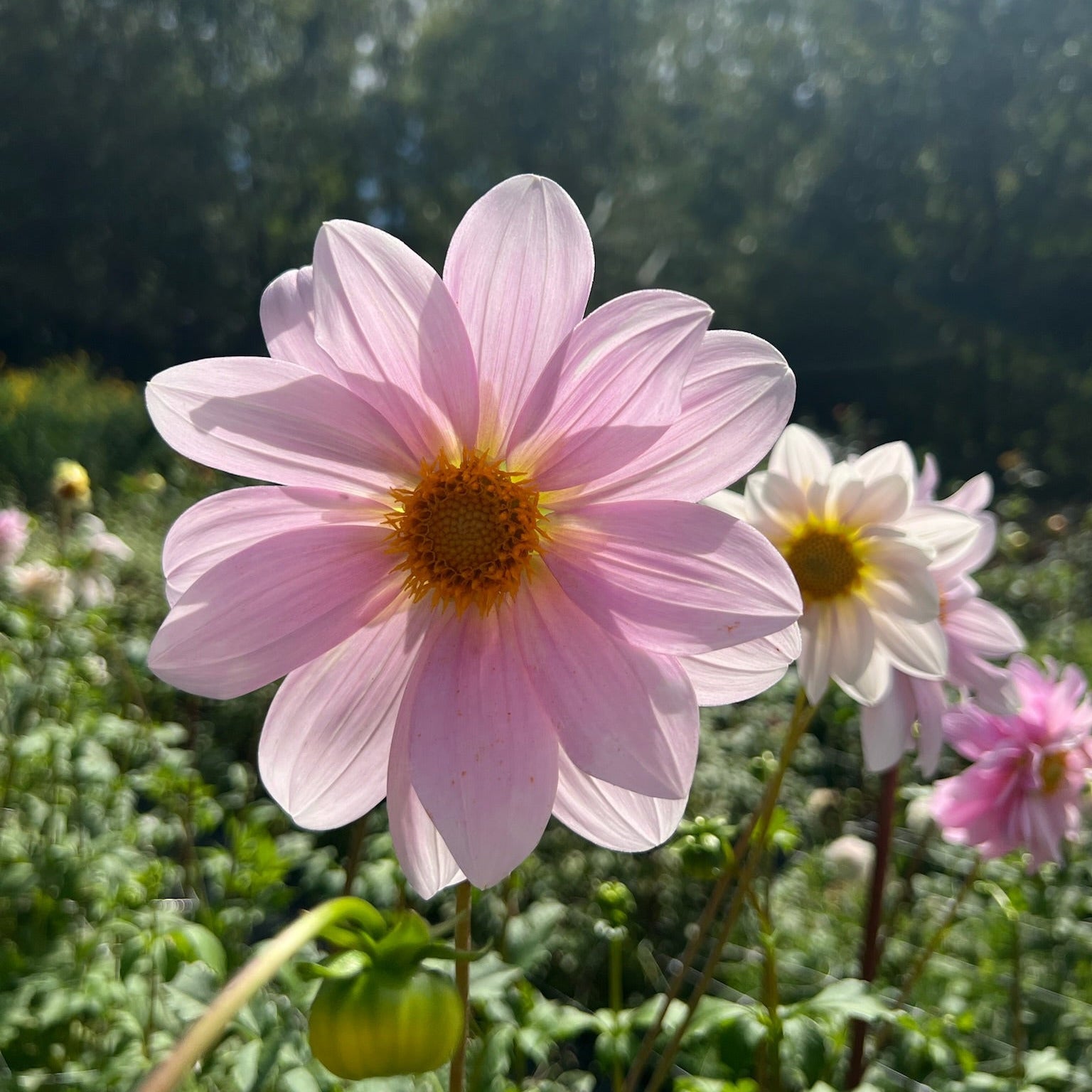 Dahlia Tuber || Opal