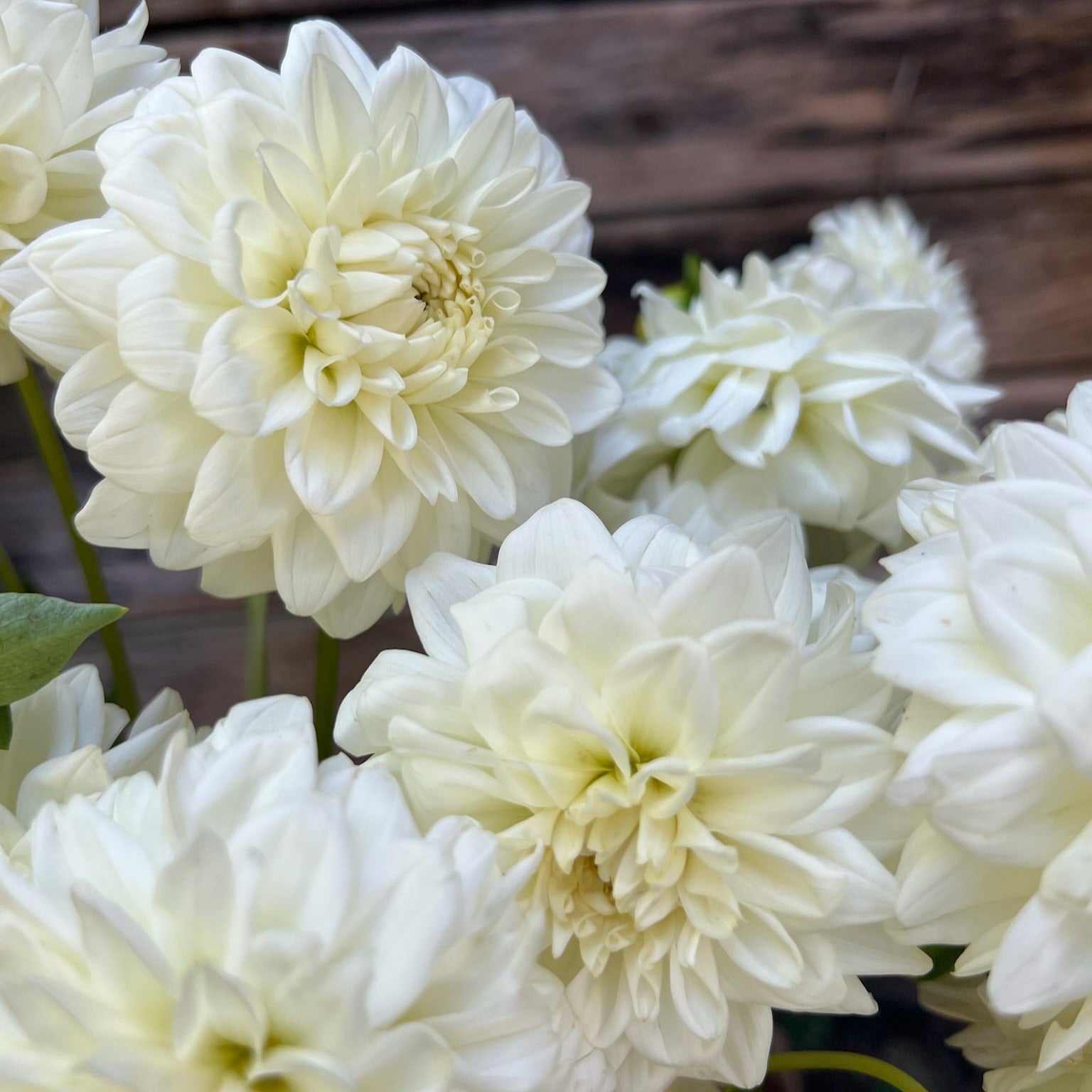 Fresh Cut Flowers Shipped || White Dahlia Mix