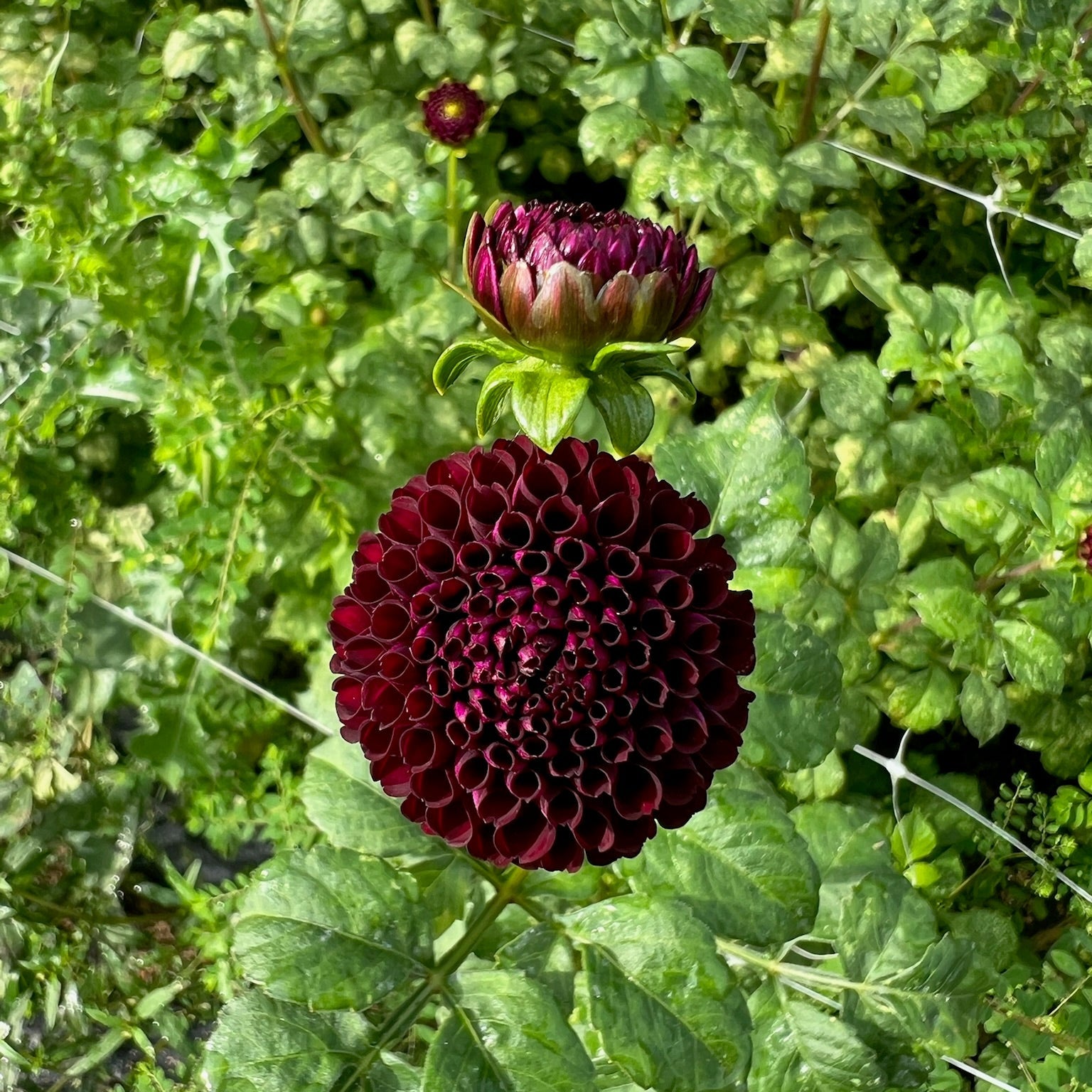 Dahlia Tuber || Rocco