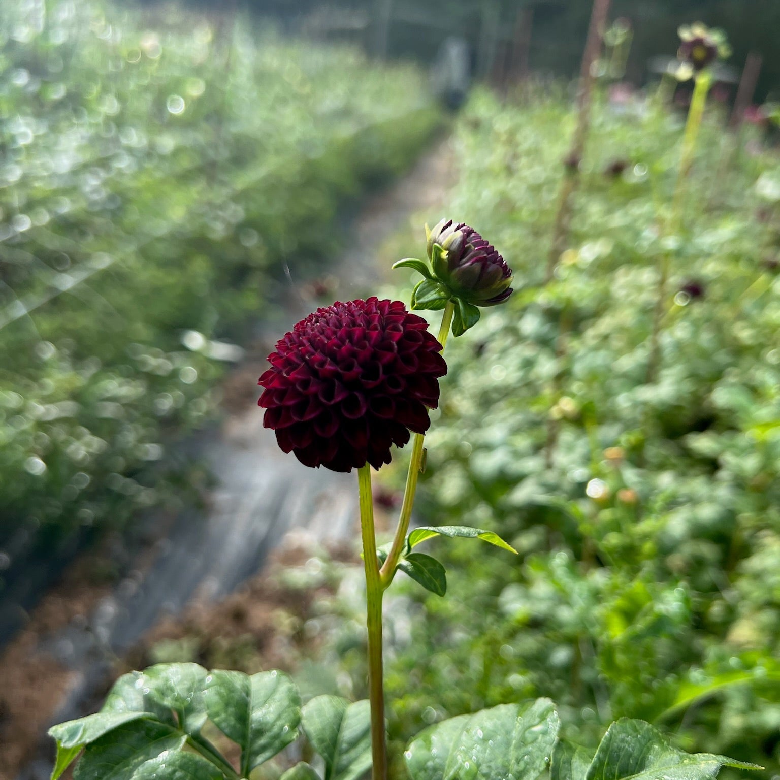 Dahlia Tuber || Rocco