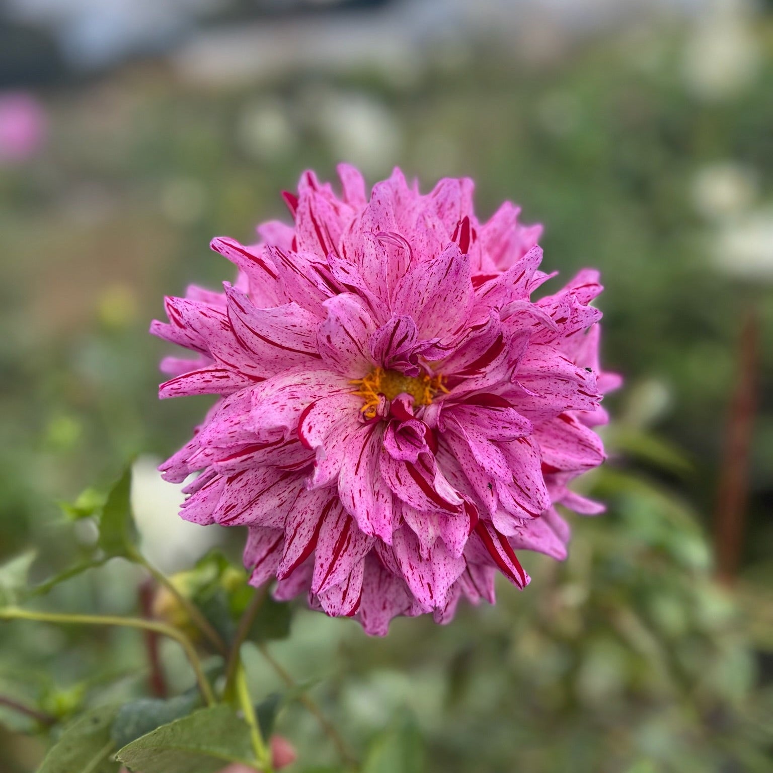 Dahlia Tuber || AC Paint