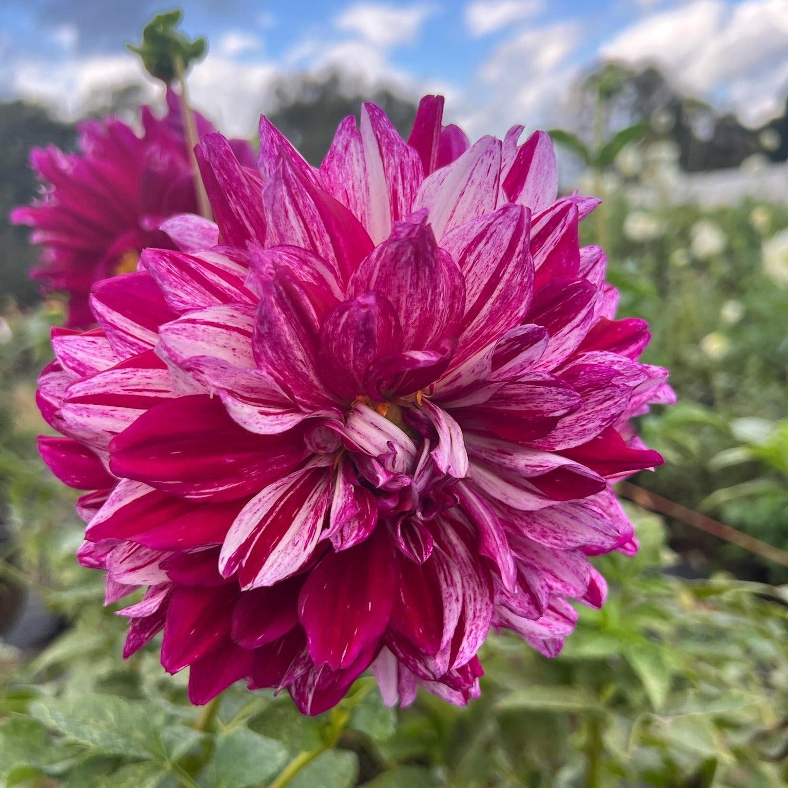 Dahlia Tuber || AC Paint