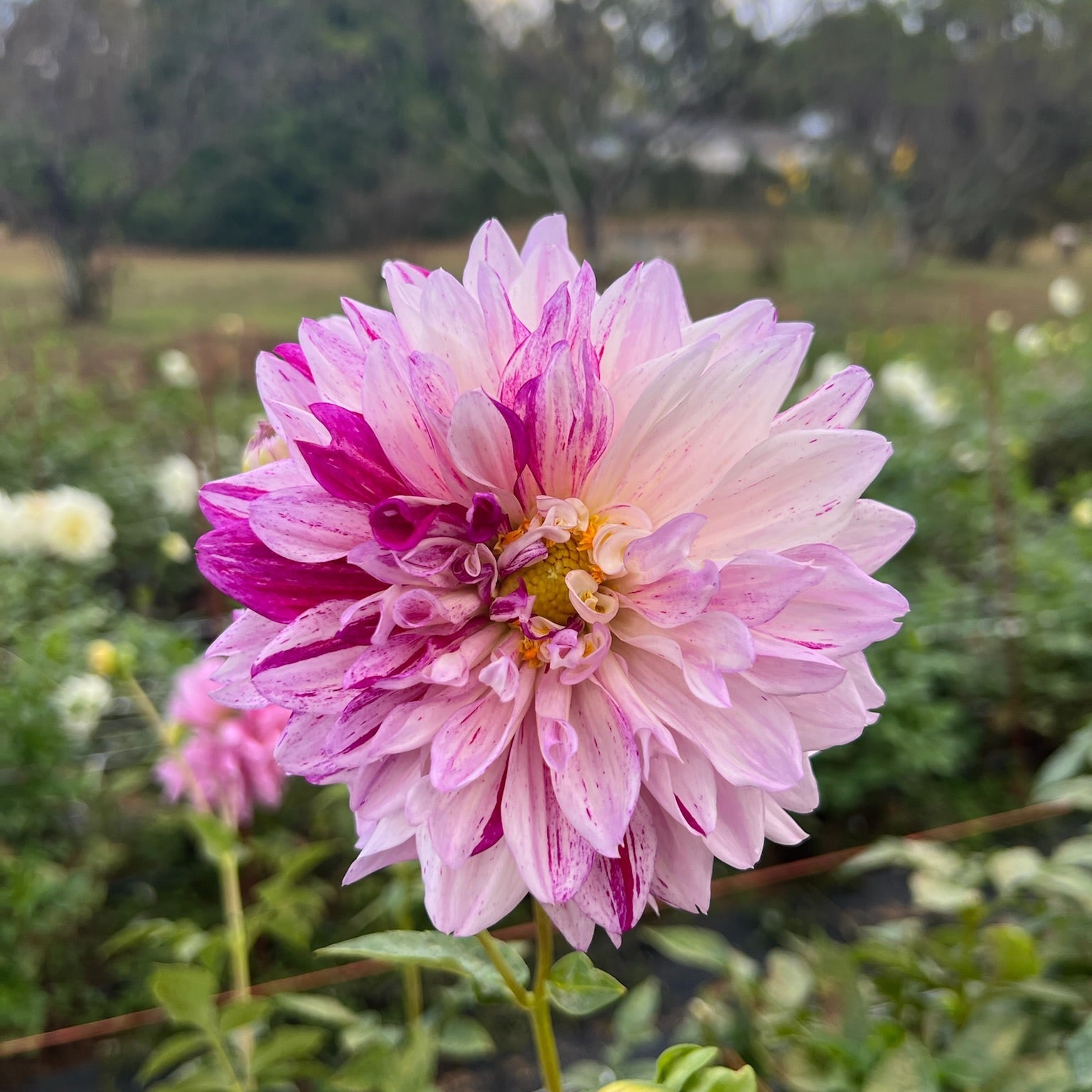 Dahlia Tuber || AC Paint