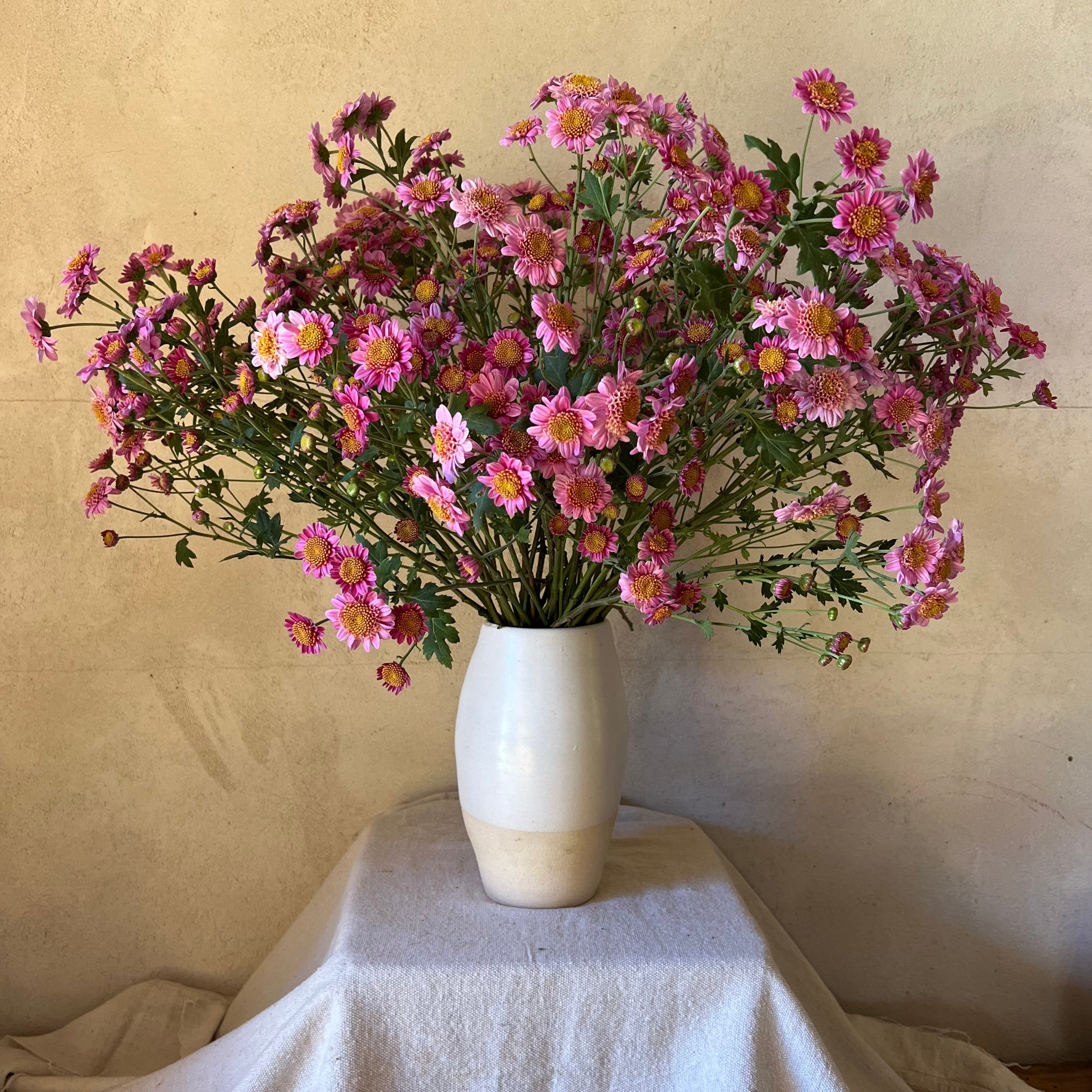 Fresh Cut Flowers Shipped || Heirloom Mums 'Pink Fleece'