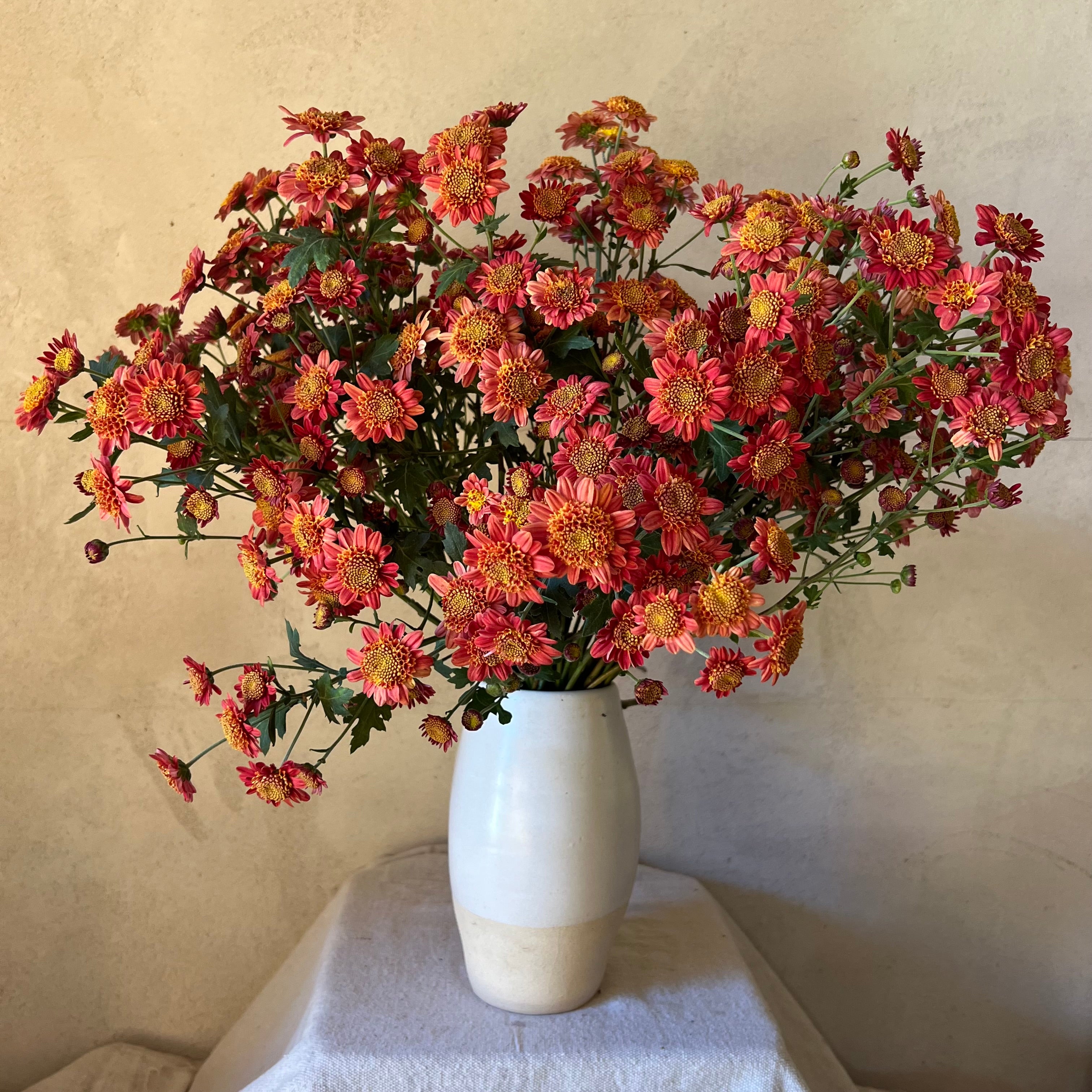Fresh Cut Flowers Shipped || Heirloom Mums 'Bronze Fleece'