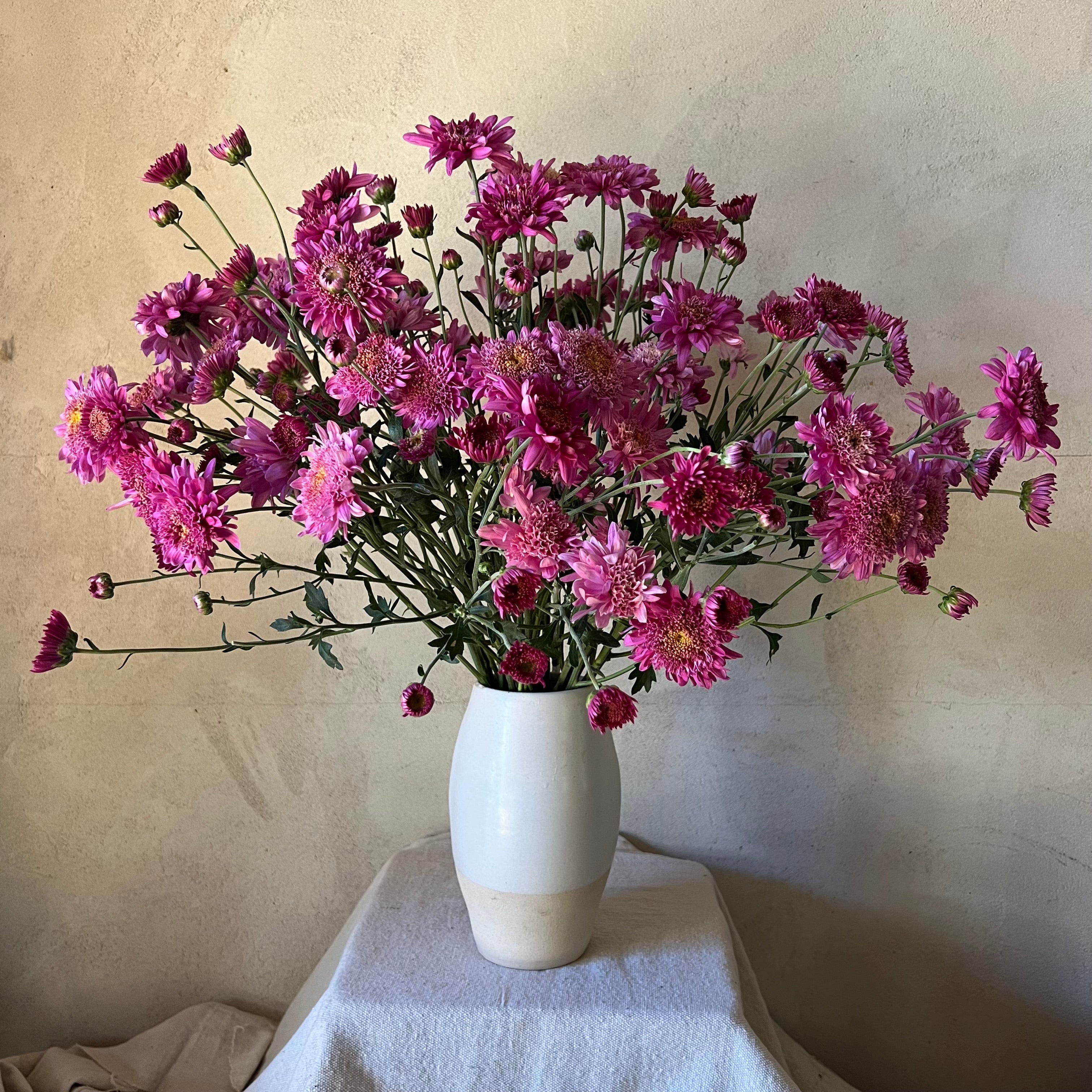 Fresh Cut Flowers Shipped || Heirloom Mums 'Purple Light'
