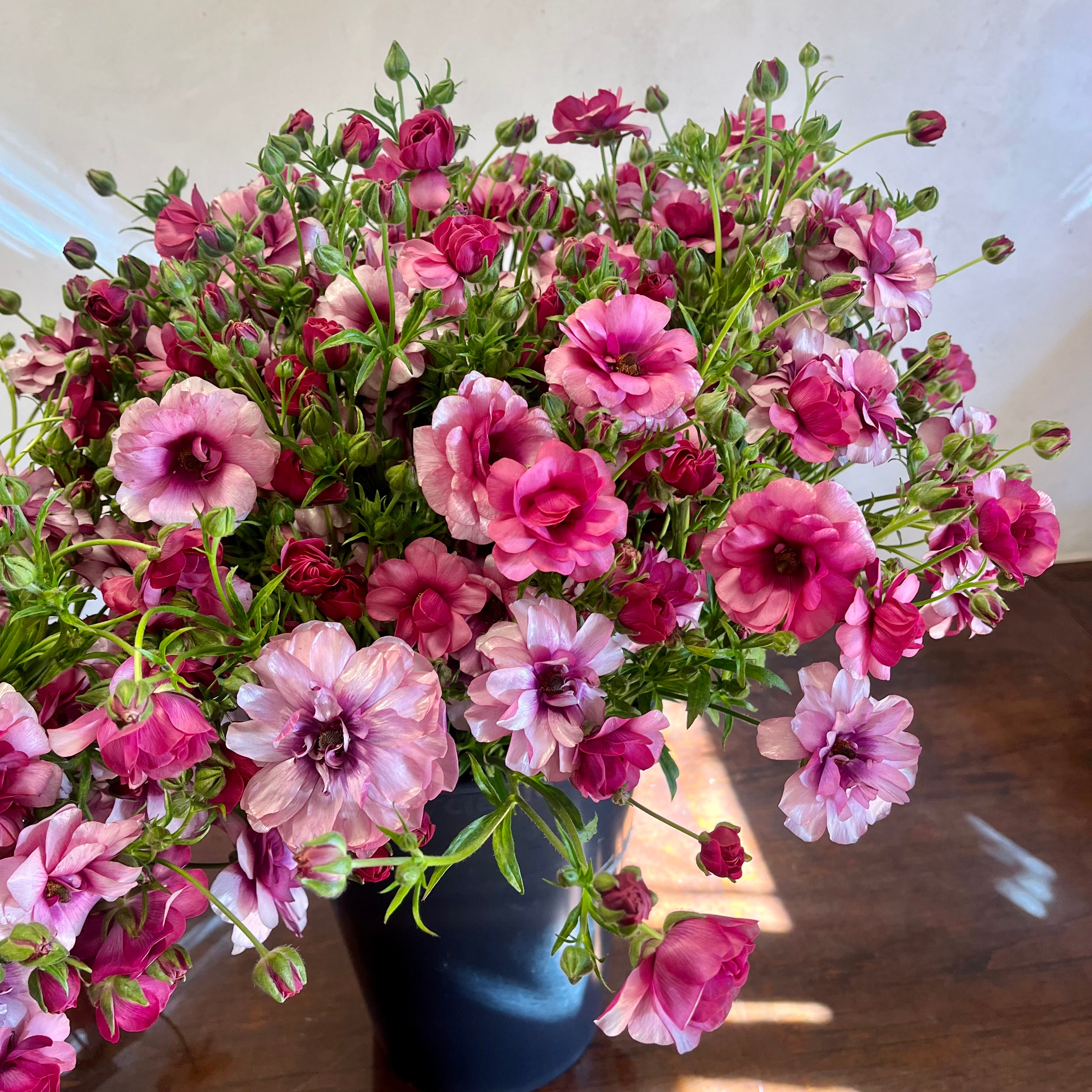 Fresh Cut Flowers shipped || Plum Butterfly Ranunculus