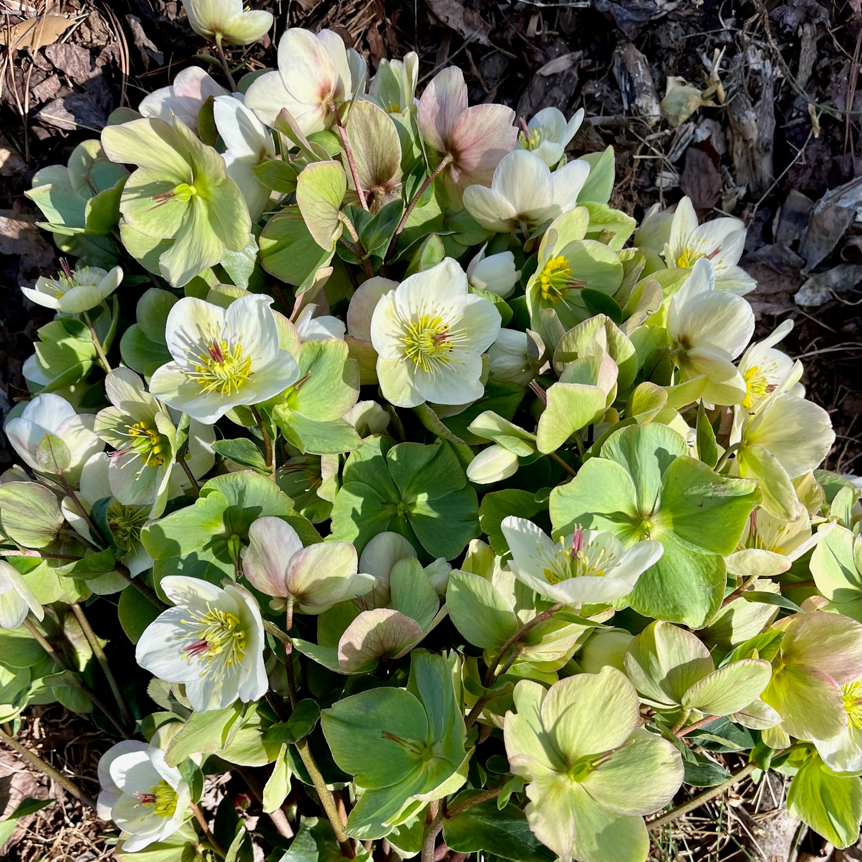 Fresh Cut Flowers Shipped || Hellebore Stems