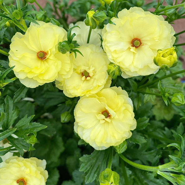 Fresh Cut Flowers Shipped || Sunny Yellow Butterfly Ranunculus