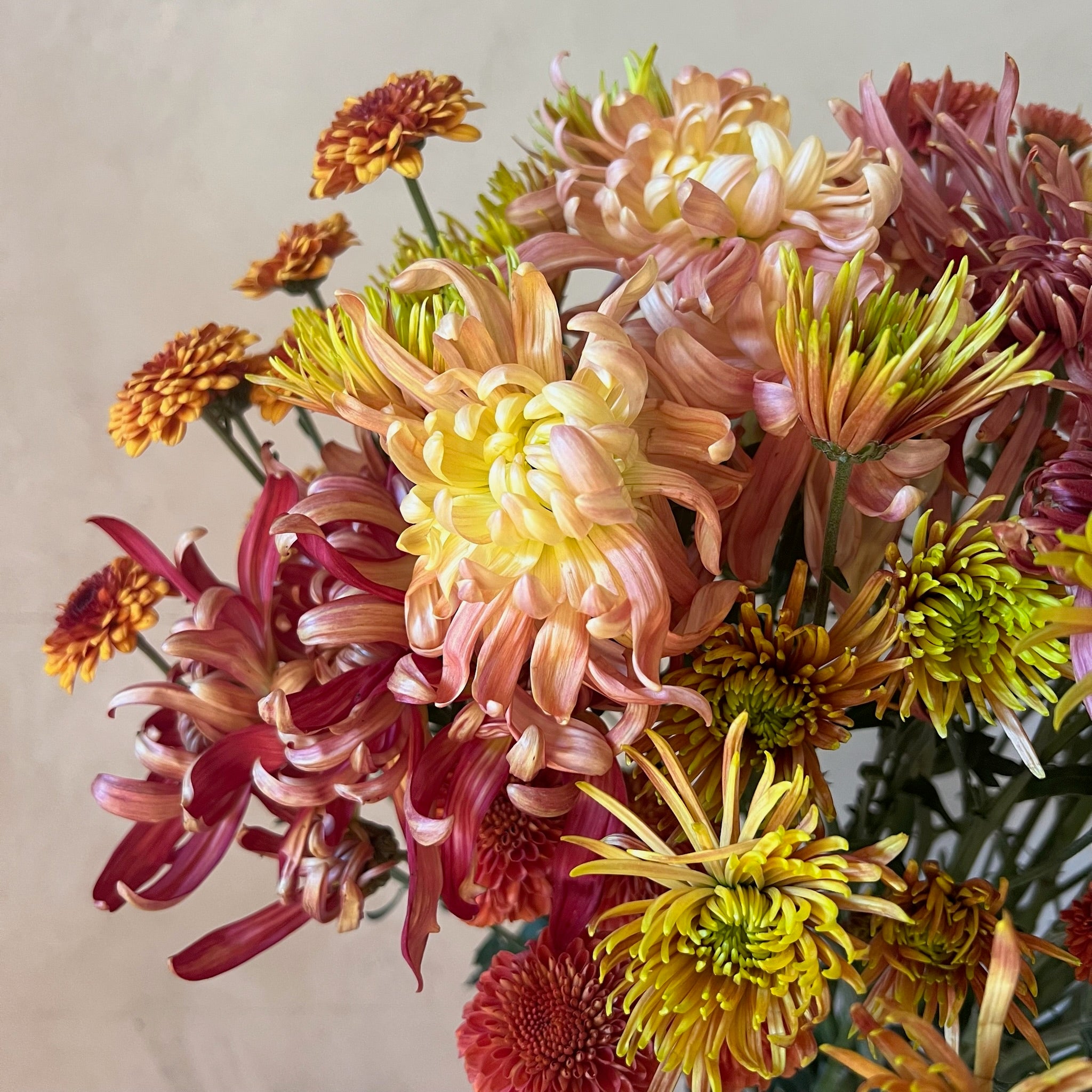Fresh Cut Flowers Shipped || Heirloom Mum Autumn Sunset Mix