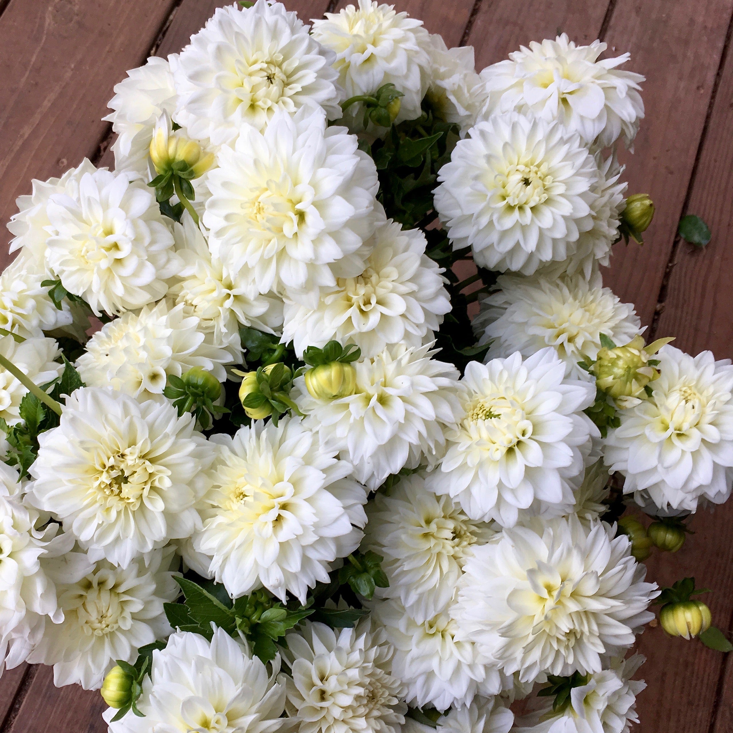 Dahlia Tuber || White