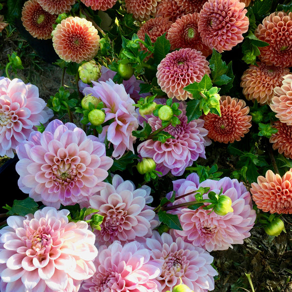 Weekly Dahlia Subscription || September 13th-October 4th Friday Delivery