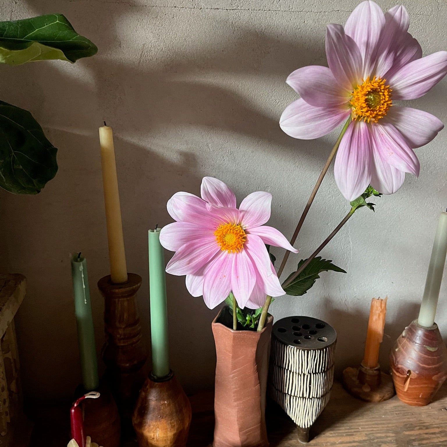 Dahlia Tuber || Opal