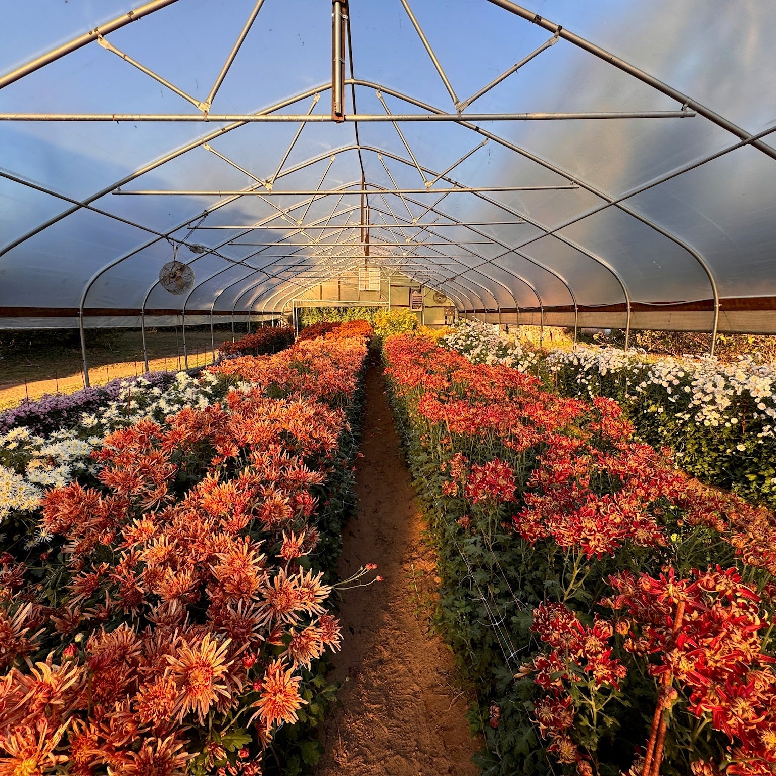 Heirloom Chrysanthemum cuttings || Ready to Ship!