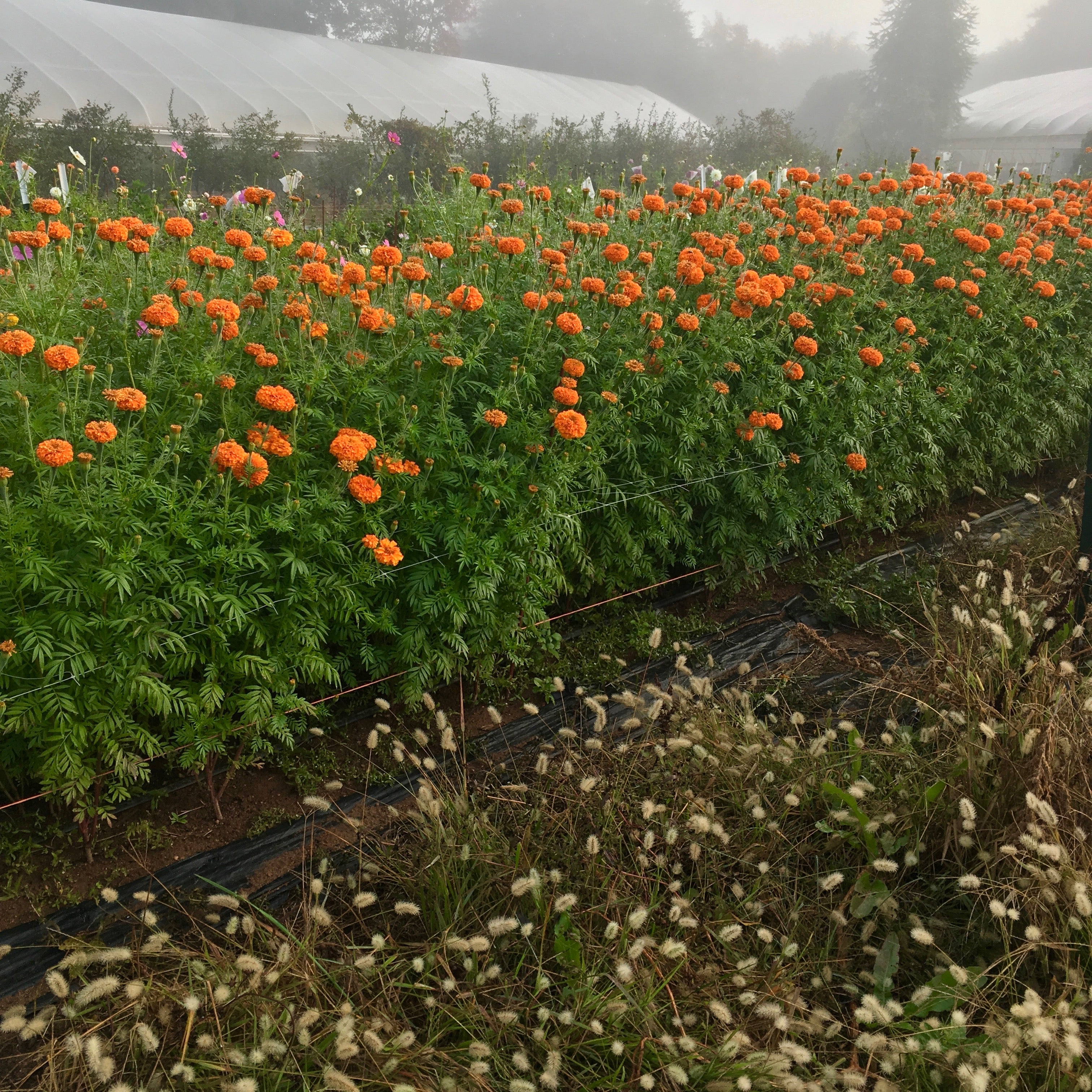 jedi marigold seeds Marigold 'Chedi Orange' Seeds
