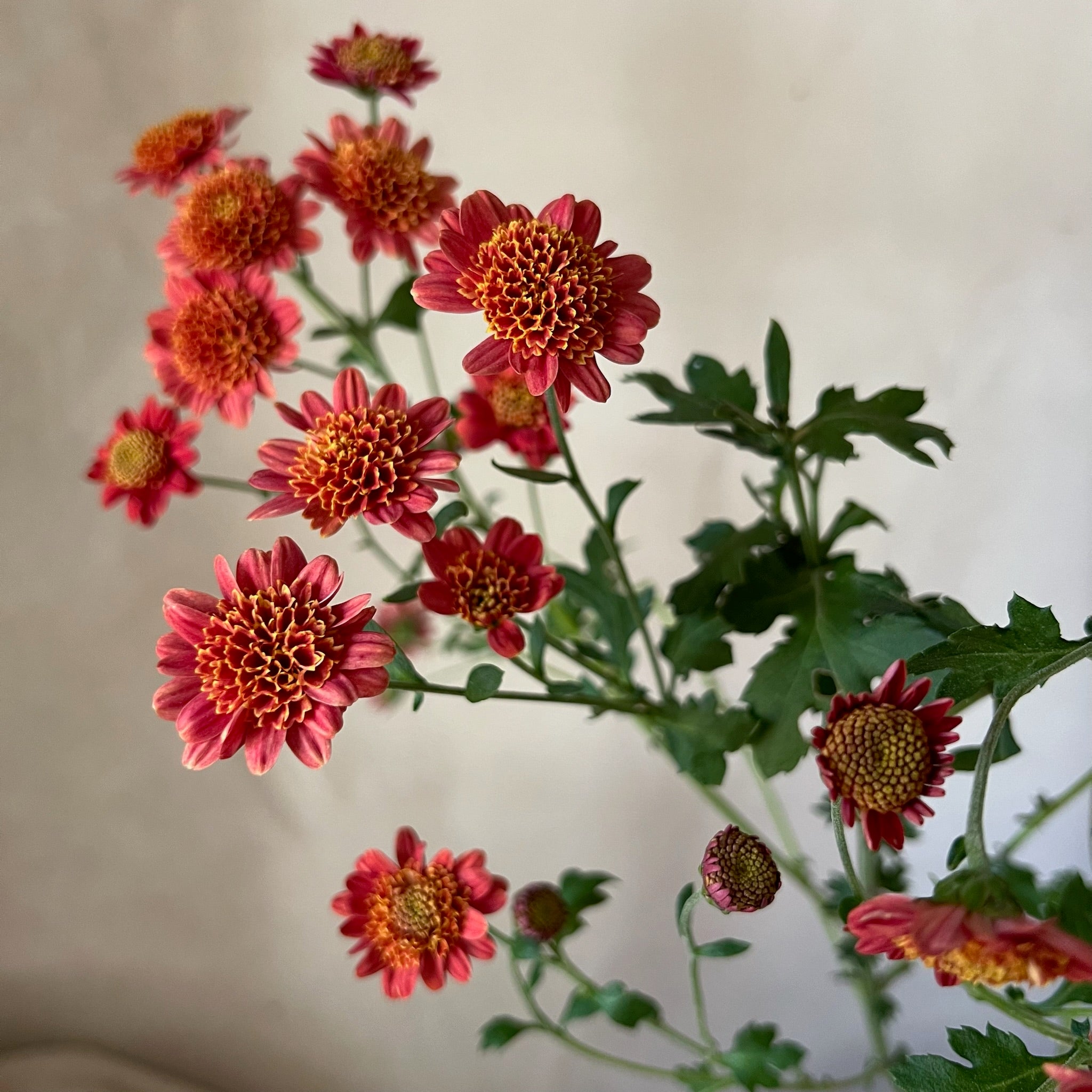 Fresh Cut Flowers Shipped || Heirloom Mums 'Bronze Fleece'