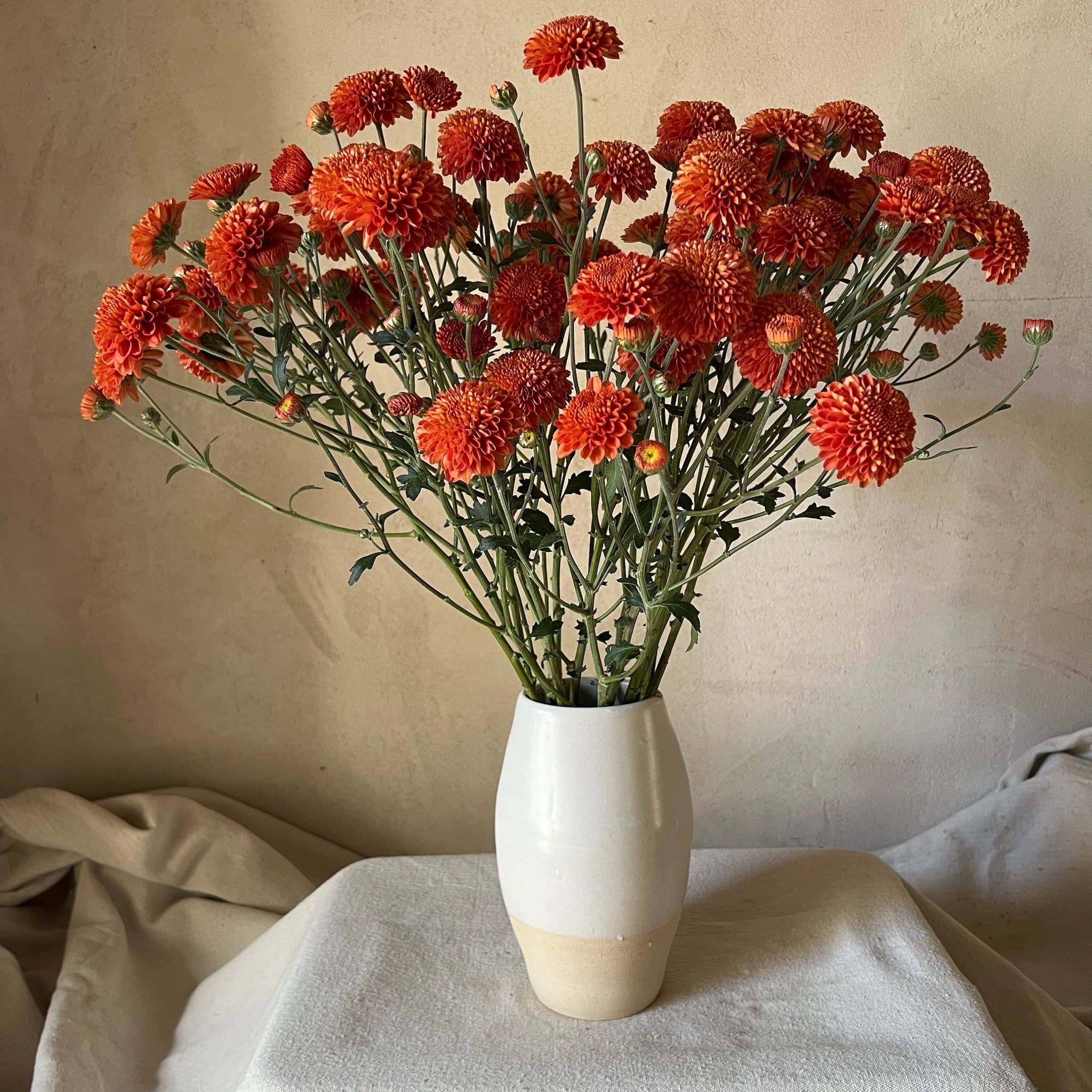 Fresh Cut Flowers Shipped || Heirloom Mums 'Kelvin Mandarin'