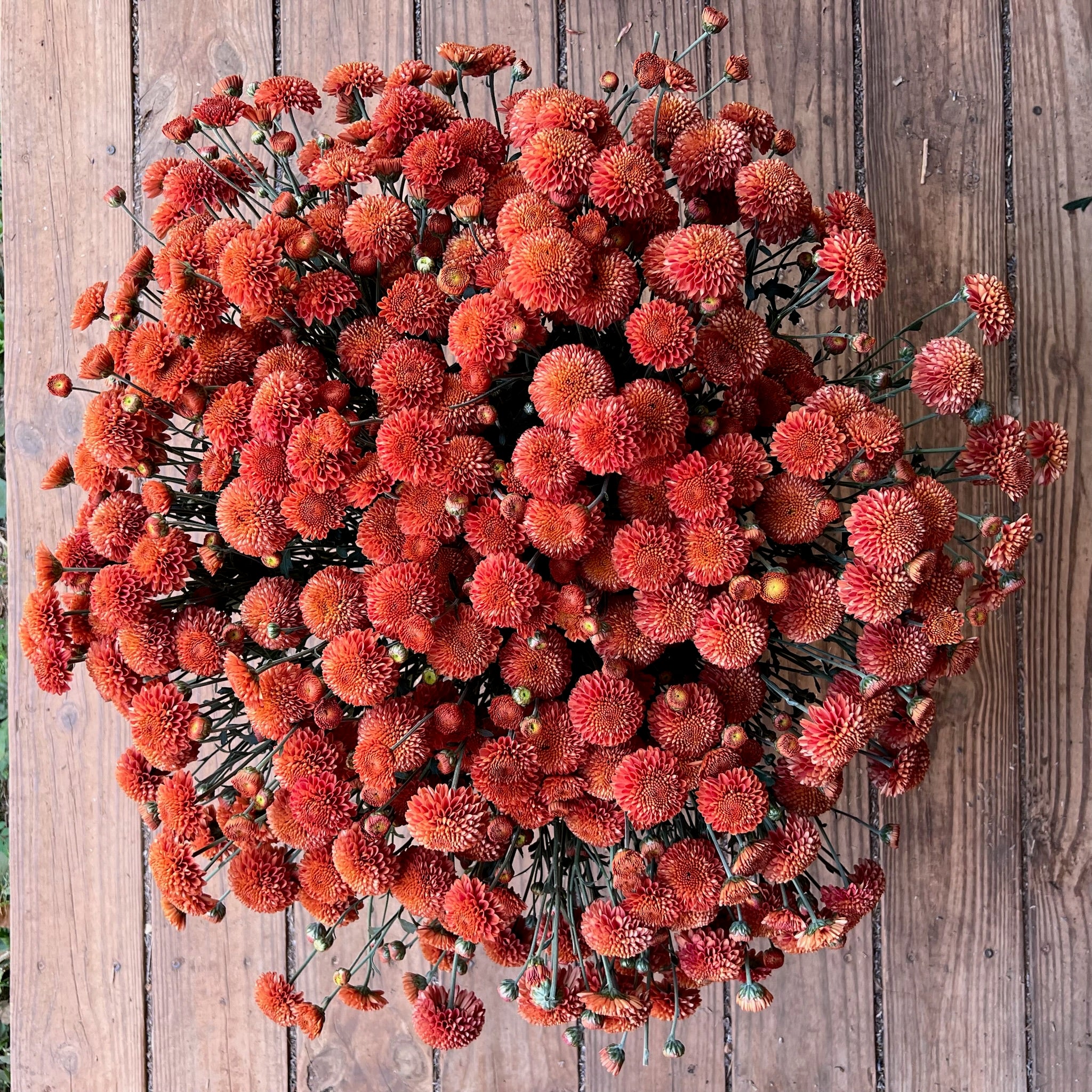 Fresh Cut Flowers Shipped || Heirloom Mums 'Kelvin Mandarin'