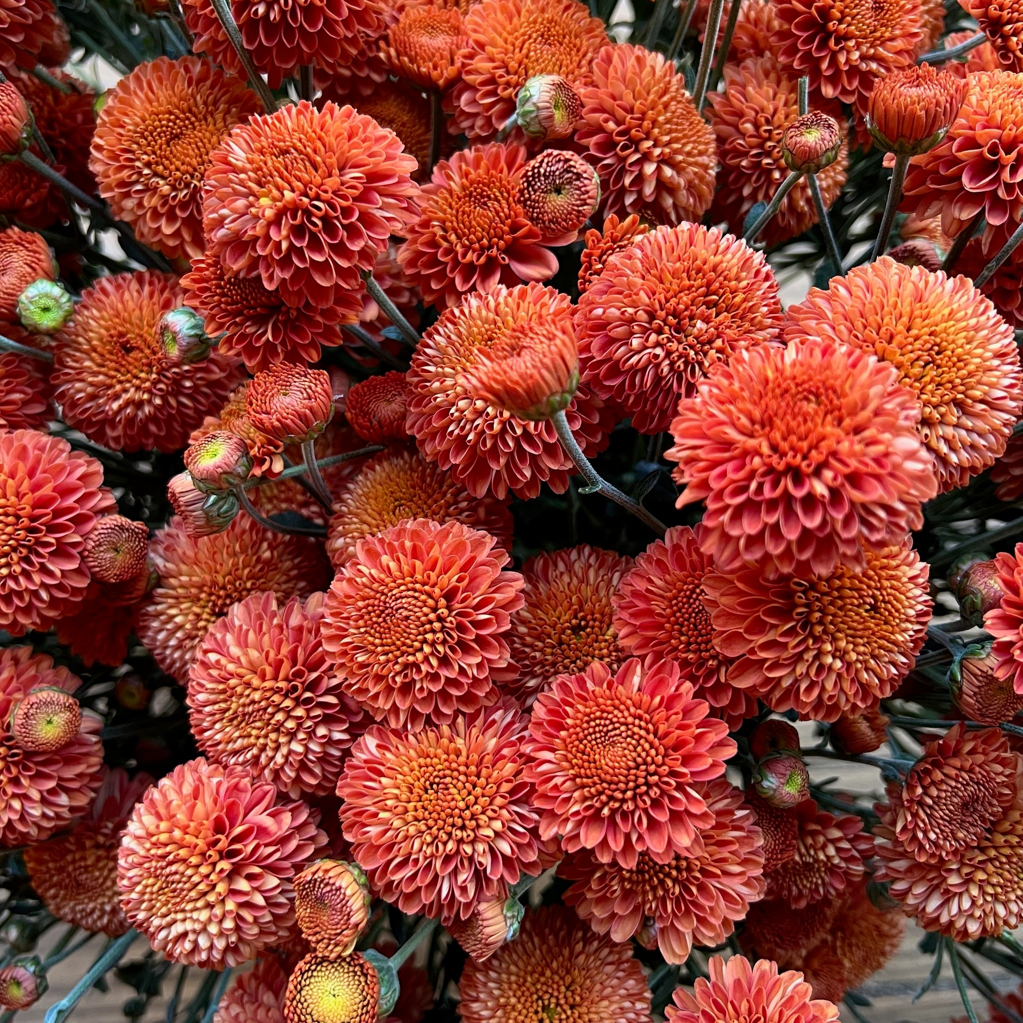 Fresh Cut Flowers Shipped || Heirloom Mums 'Kelvin Mandarin'