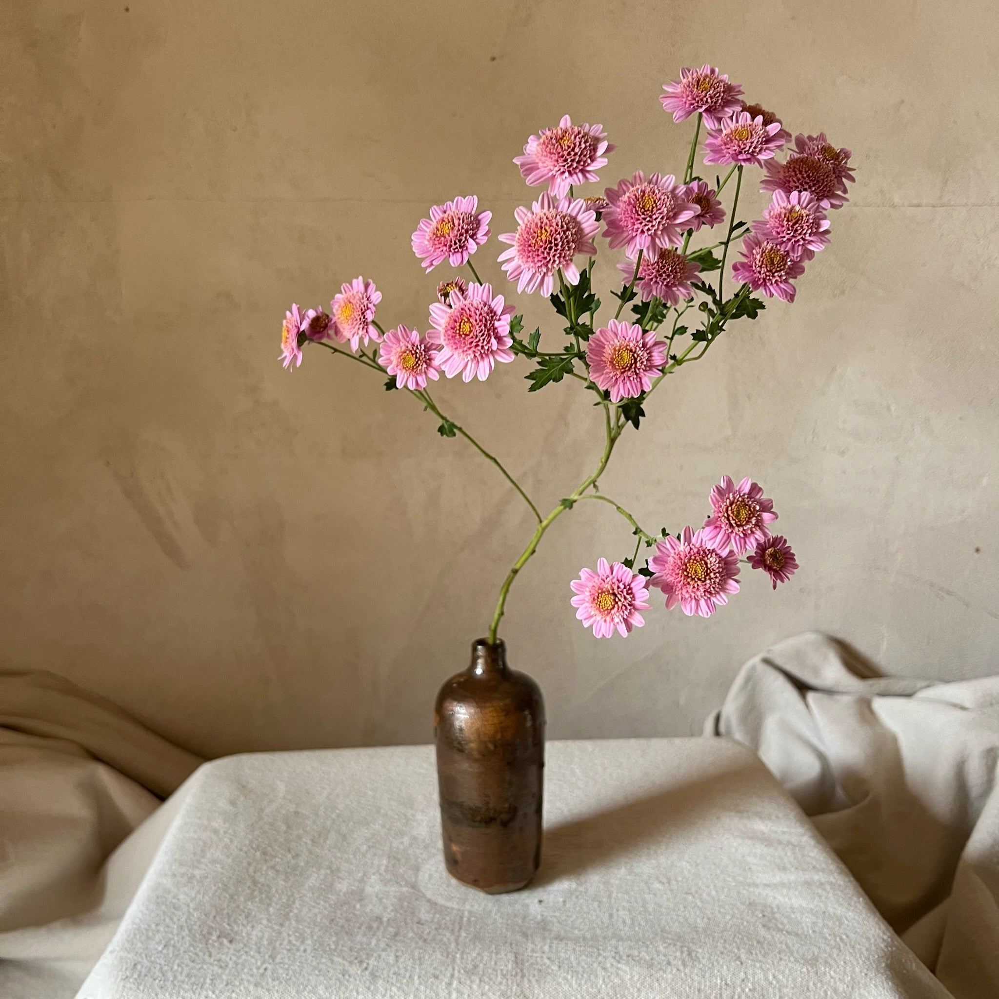 Fresh Cut Flowers Shipped || Heirloom Mums 'Pink Fleece'