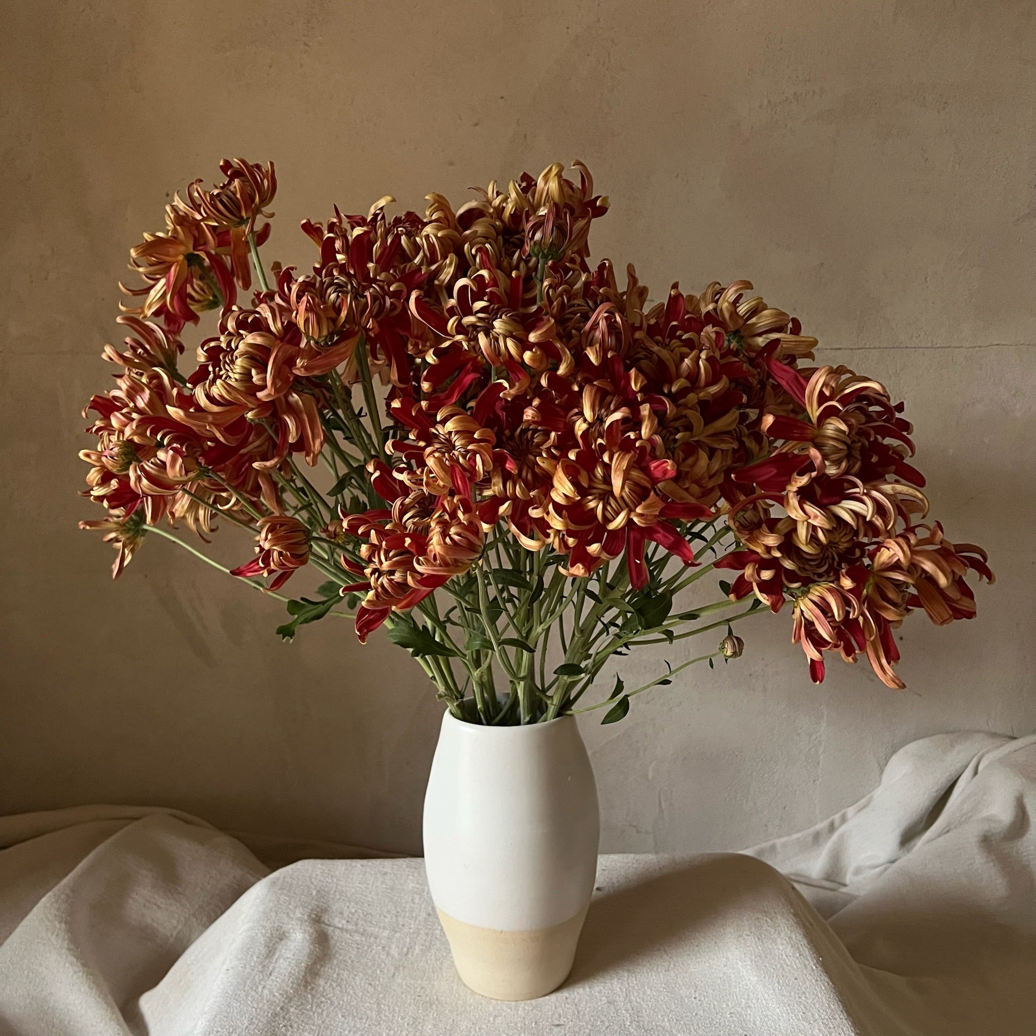 Fresh Cut Flowers Shipped || Heirloom Mums 'Crimson Tide'