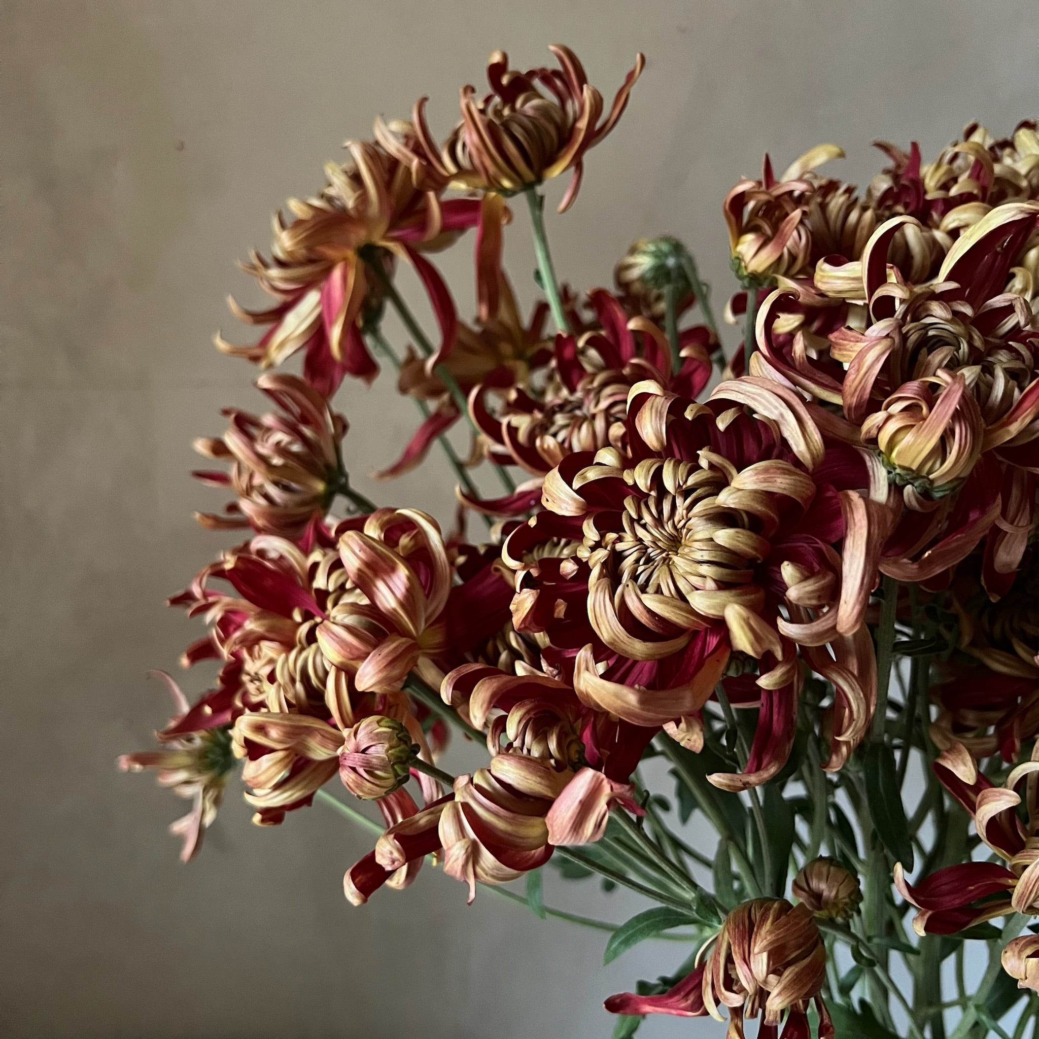 Fresh Cut Flowers Shipped || Heirloom Mums 'Crimson Tide'