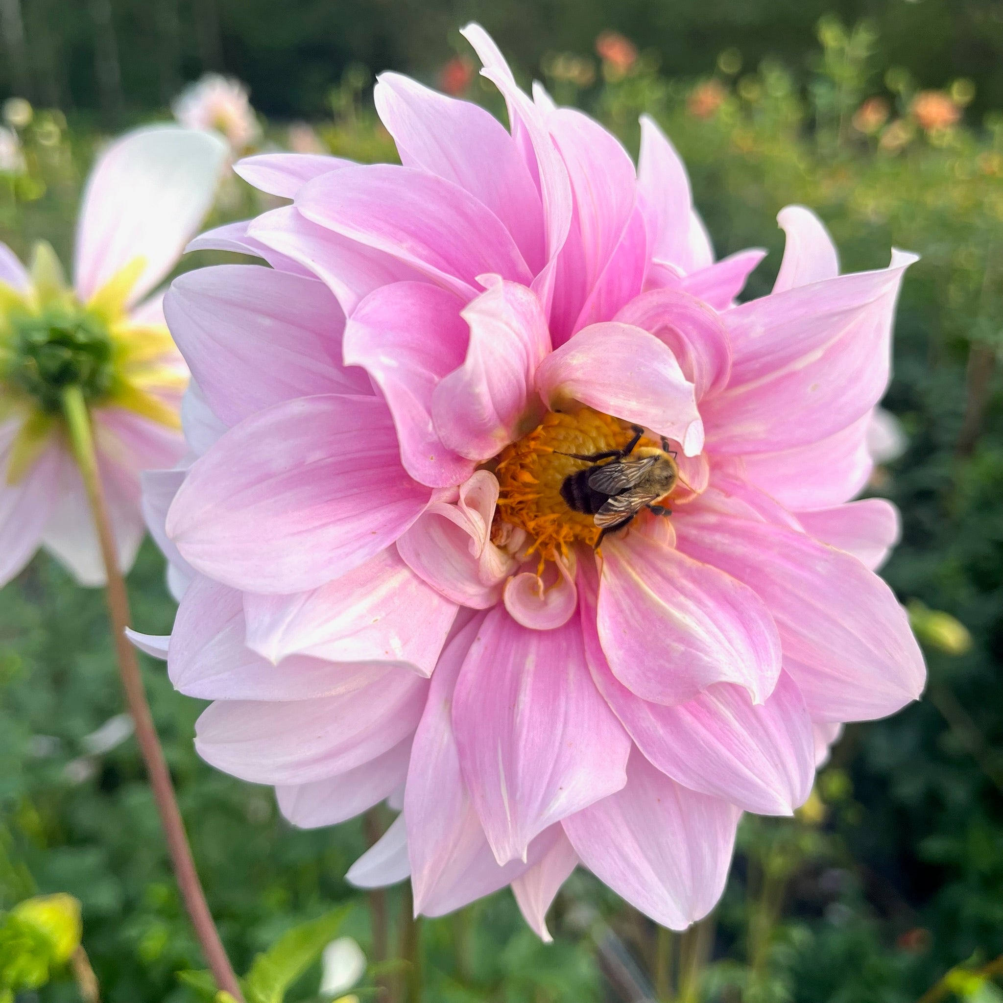 Dahlia Tuber || Opal