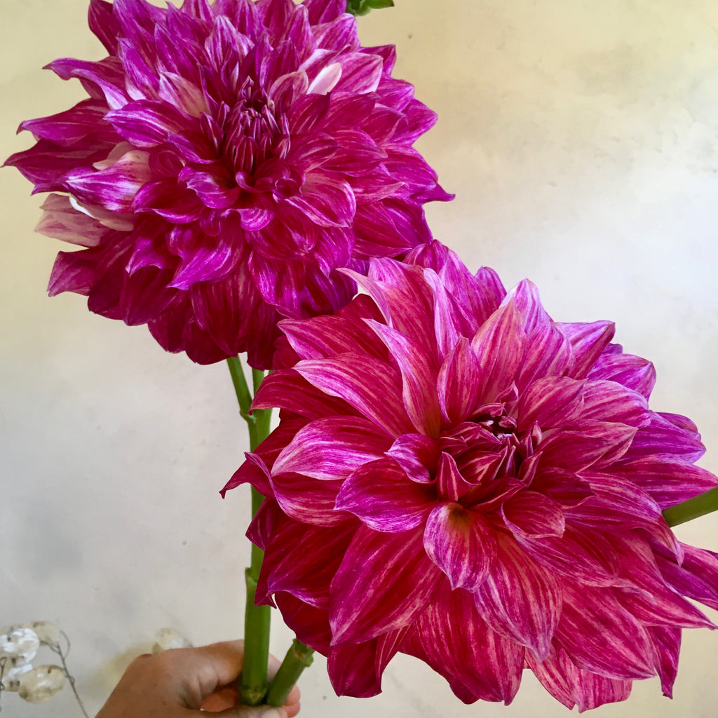 Fresh Cut Flowers Shipped || Dark Café Au Lait Dahlias