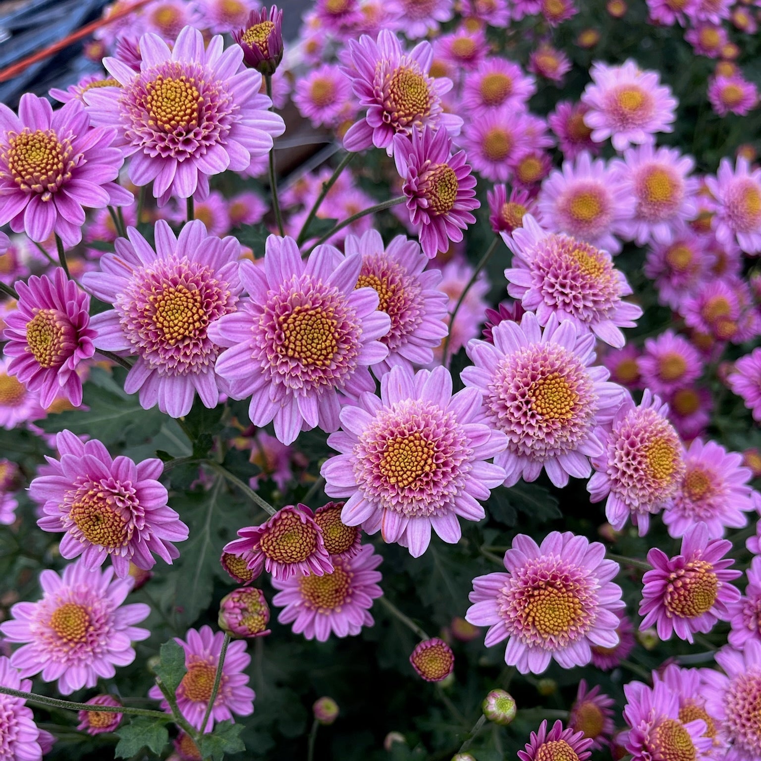Heirloom Chrysanthemum 'Pink Fleece'