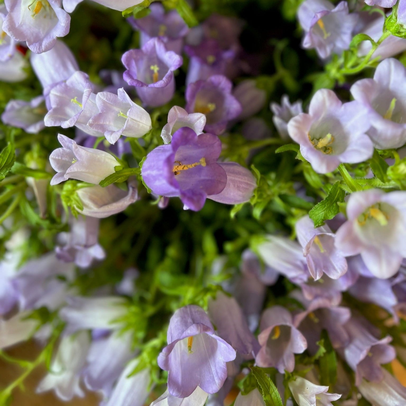 Fresh Cut Flowers Shipped || Lavender Campanula