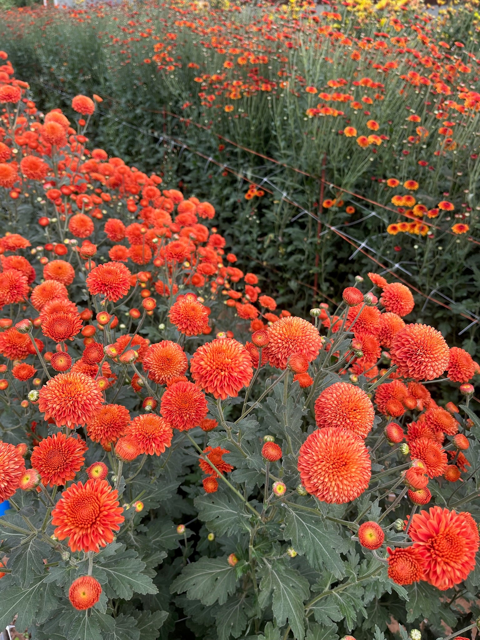 Kelvin Mandarin Mum – 3 Porch Farm