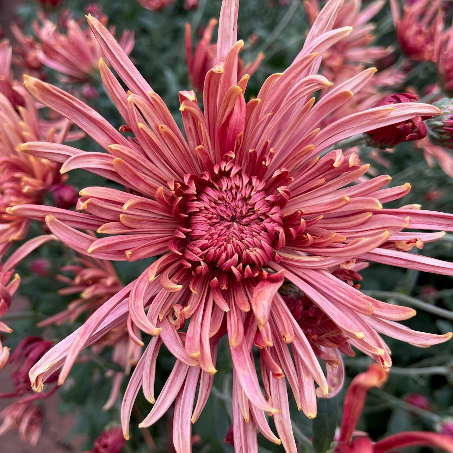 Heirloom Chrysanthemum 'Seaton's Coffee'