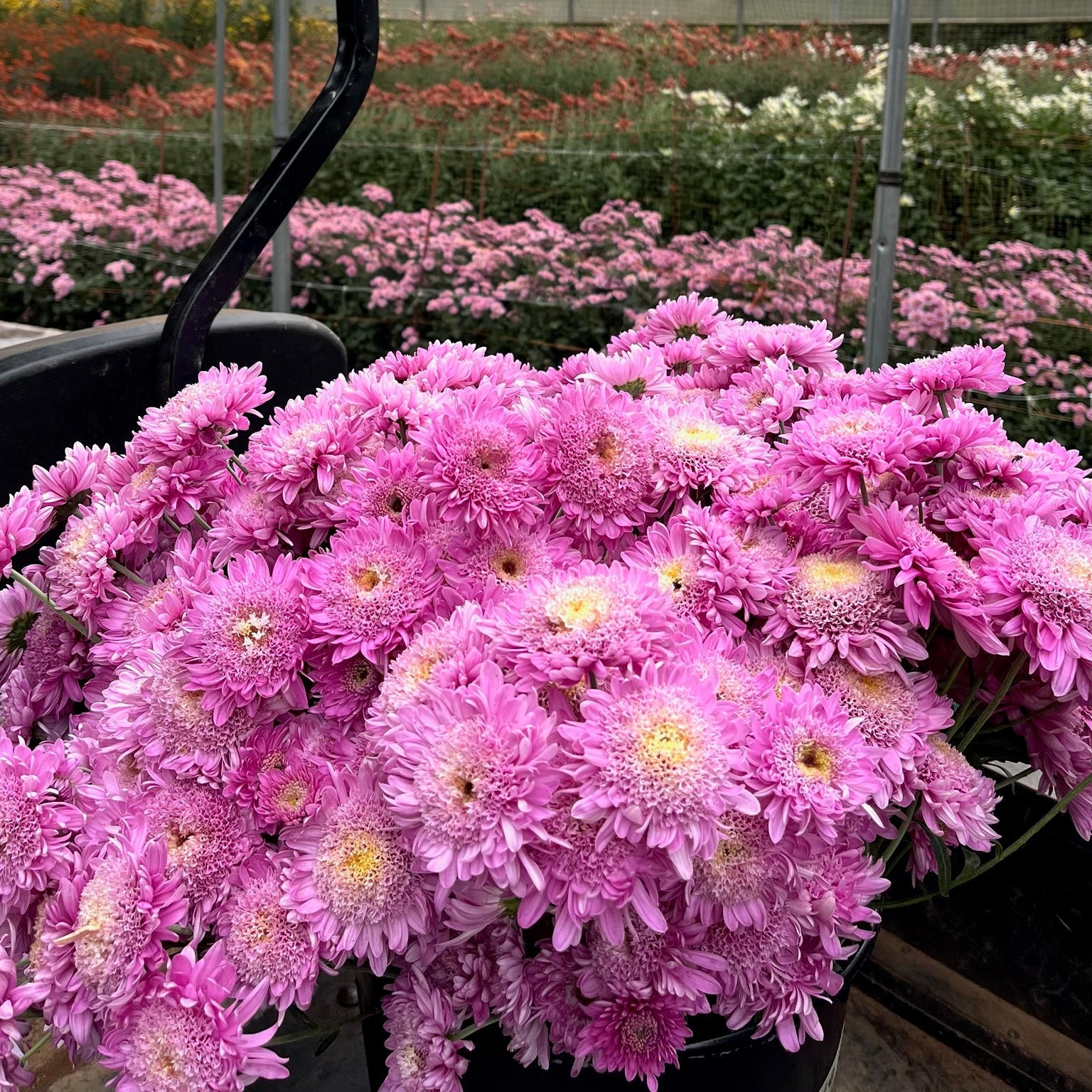 Heirloom Chrysanthemum 'Purple Light'