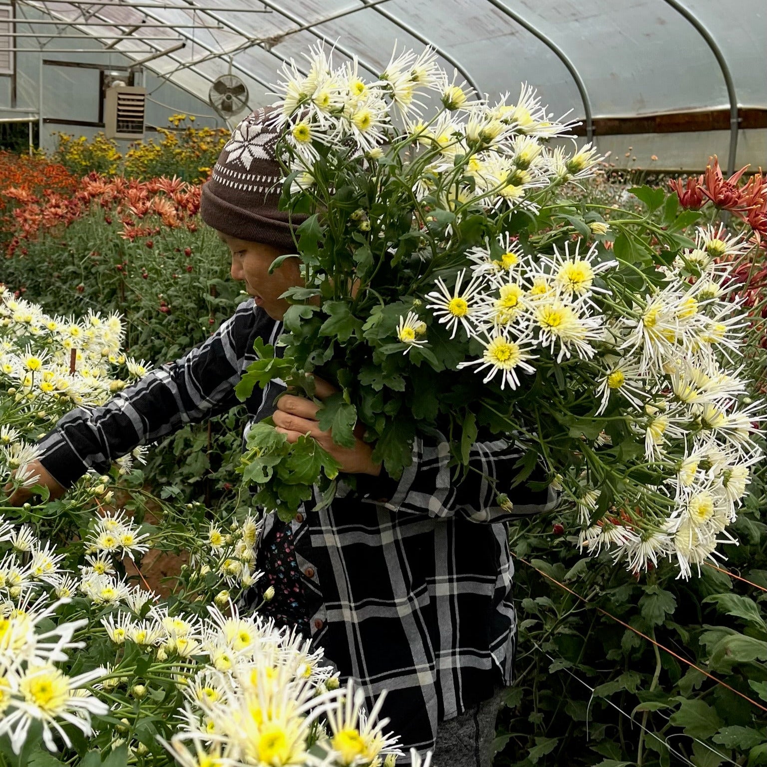 Heirloom Chrysanthemum 'Vesuvio'