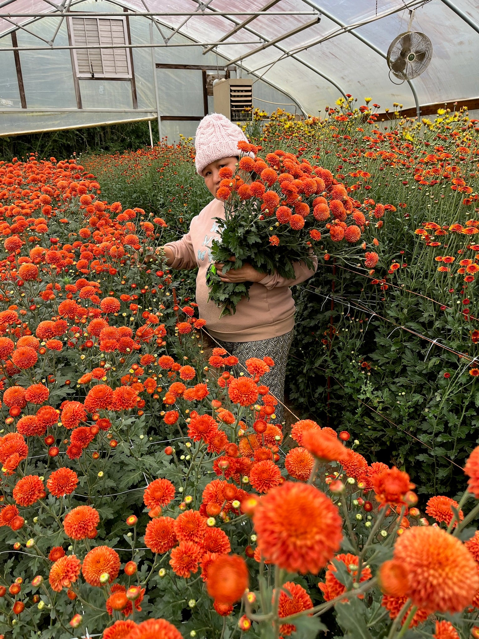 Kelvin Mandarin Mum – 3 Porch Farm
