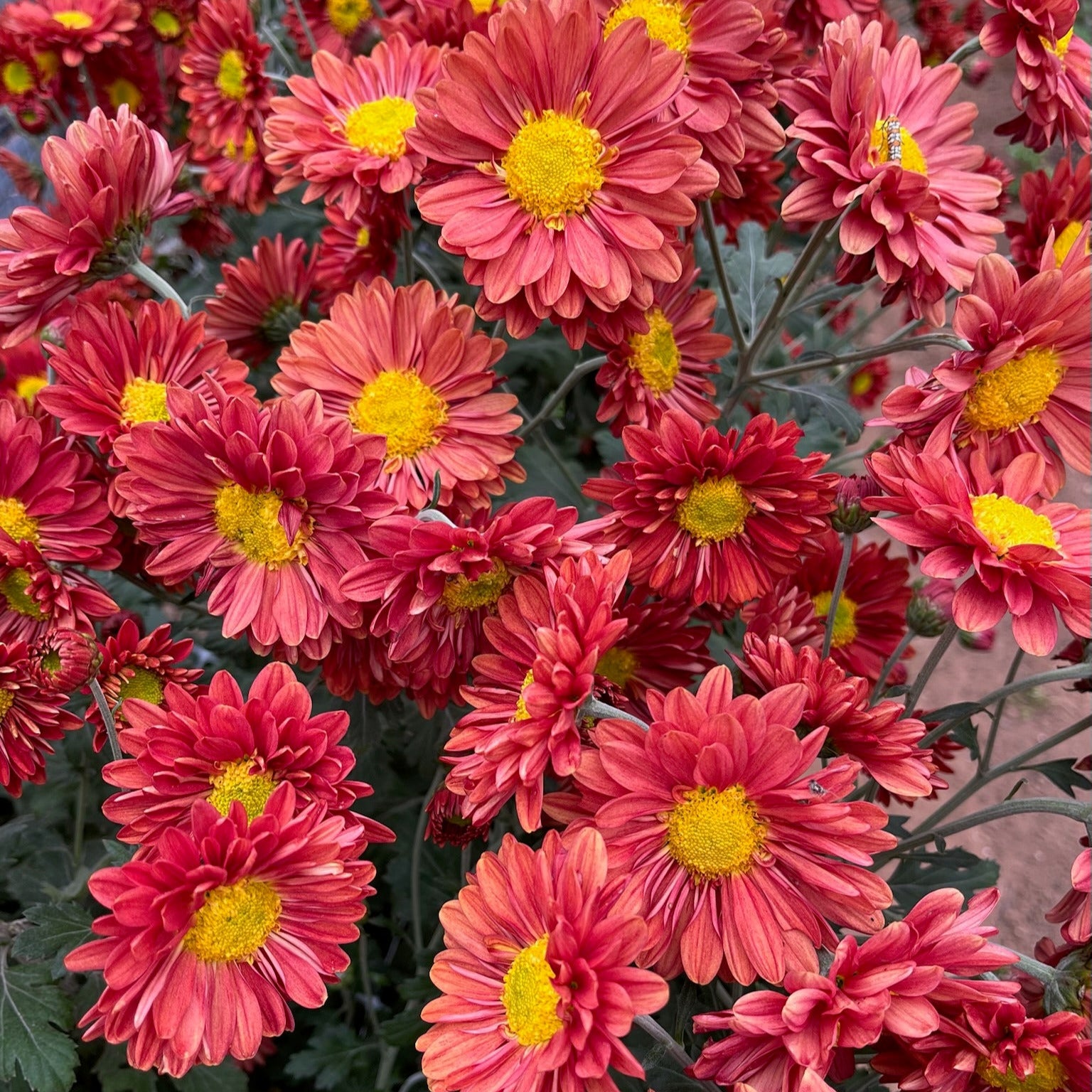 Heirloom Chrysanthemum 'Mancetta Sunset'