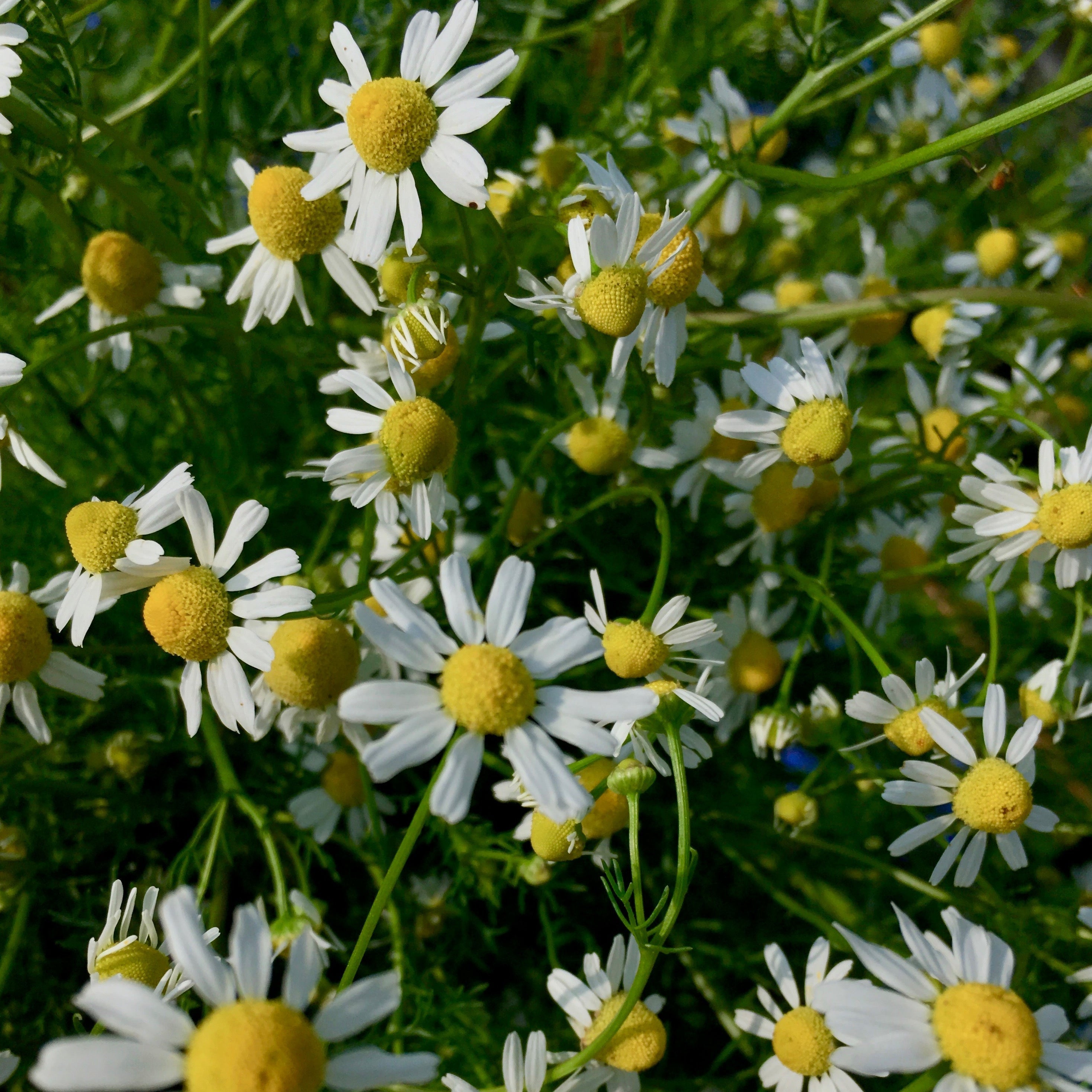 3 Porch Farm German Chamomile Seeds - Thumbnail 2
