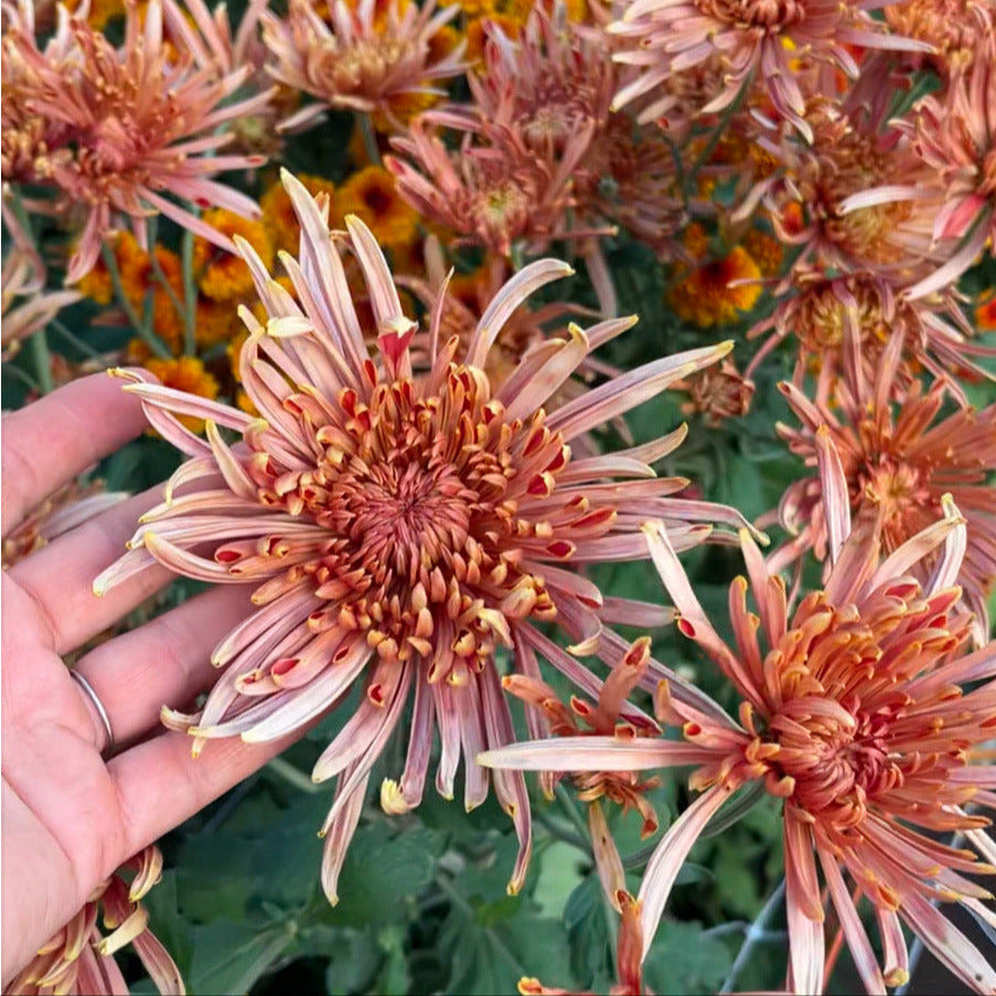 Heirloom Chrysanthemum 'Seaton's Coffee'