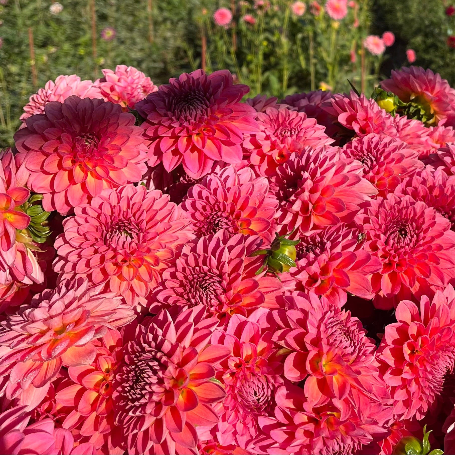 Dahlia Tuber || Pink Runner