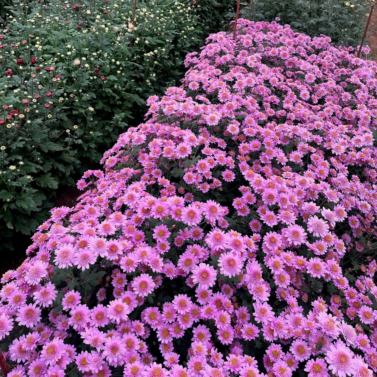 Heirloom Chrysanthemum 'Pink Fleece'