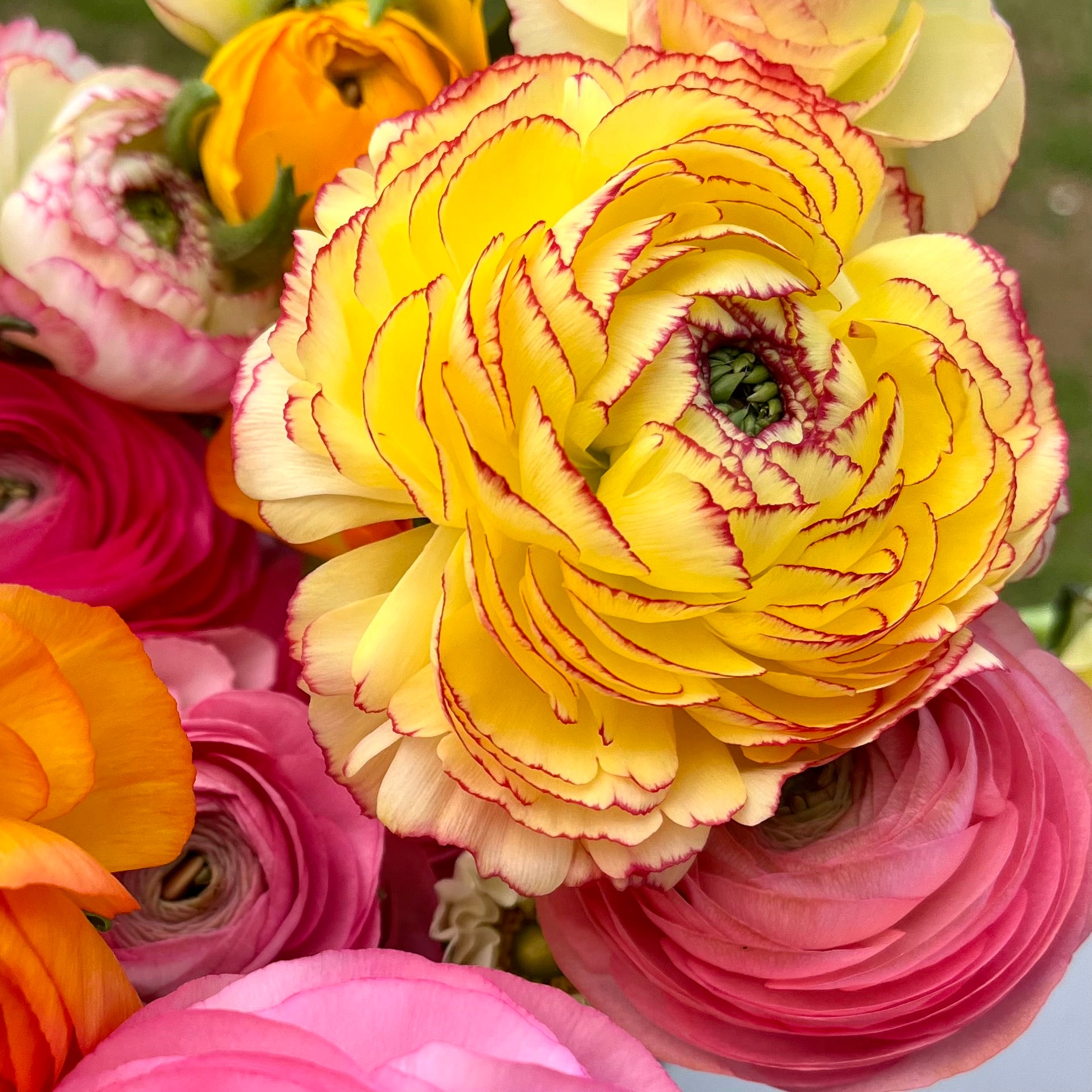 Fresh Cut Flowers Shipped || Ranunculus Farmer's Mix – 3 Porch Farm