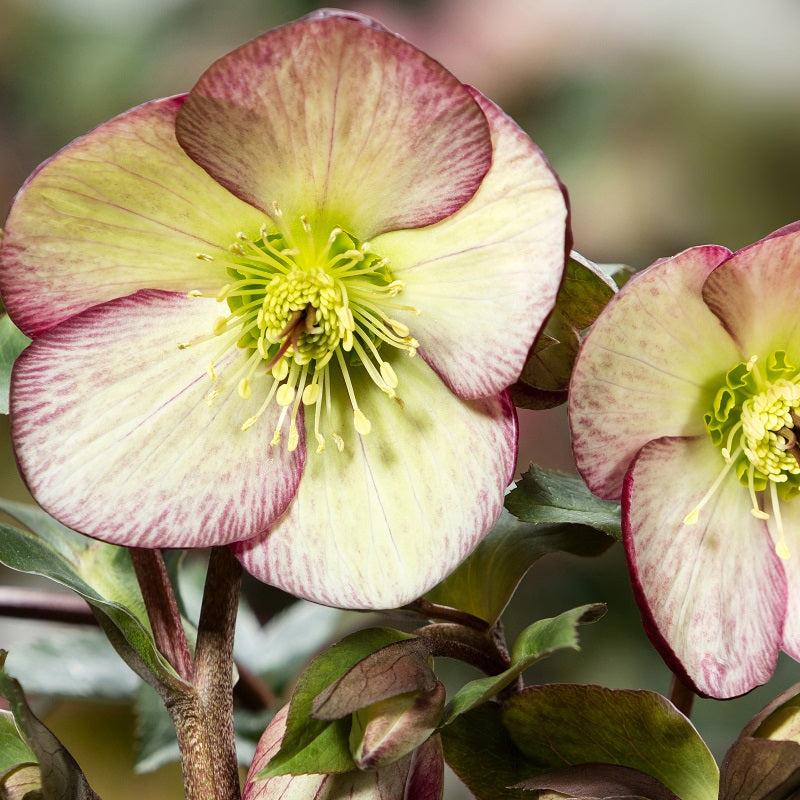 Shipped Plants || Ice N' Roses Hellebore 'Dark Picotee' - 4 plants