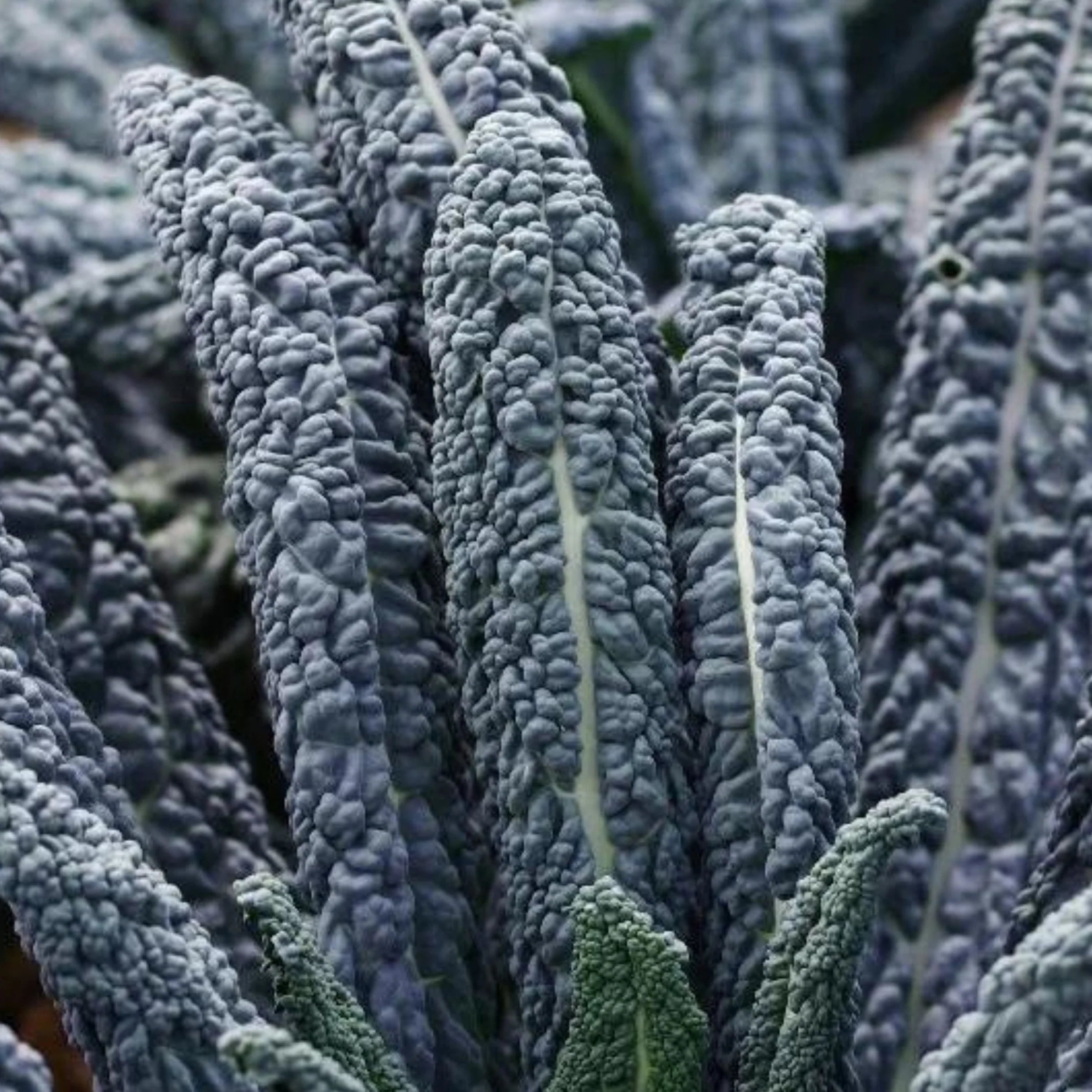 Kale 'Mamba'