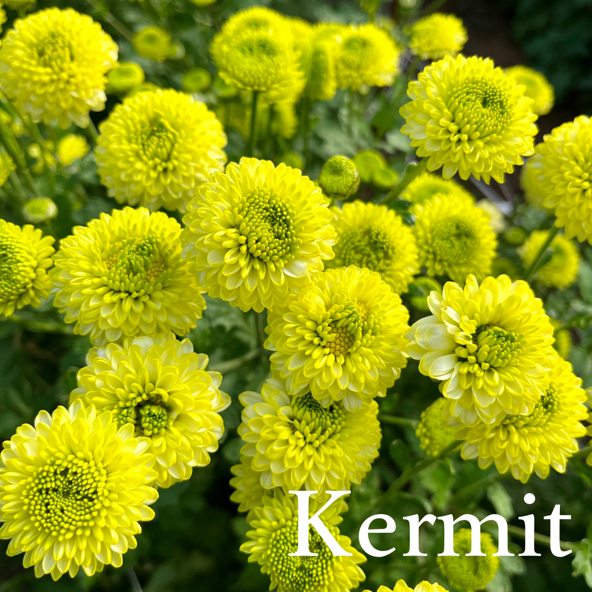 Heirloom Chrysanthemum cuttings || Ships Week of May 21st