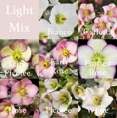 Shipped Plants || Ice N' Roses Hellebore Light Mix- 8 Plants